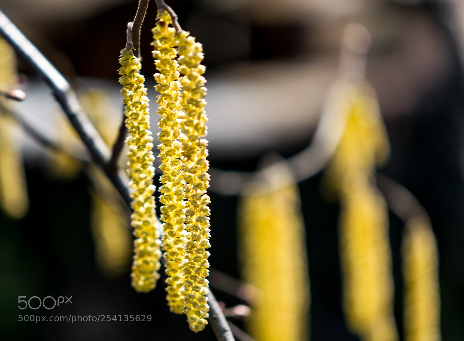 Nikon D3300 sample photo. Alder earrings photography