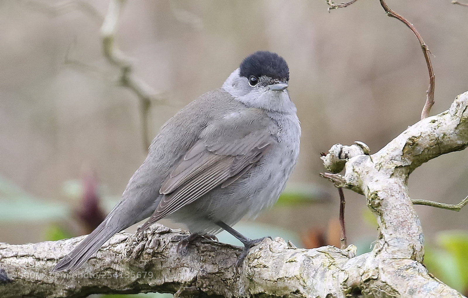 Canon EOS 7D Mark II sample photo. Eurasian blackcap photography
