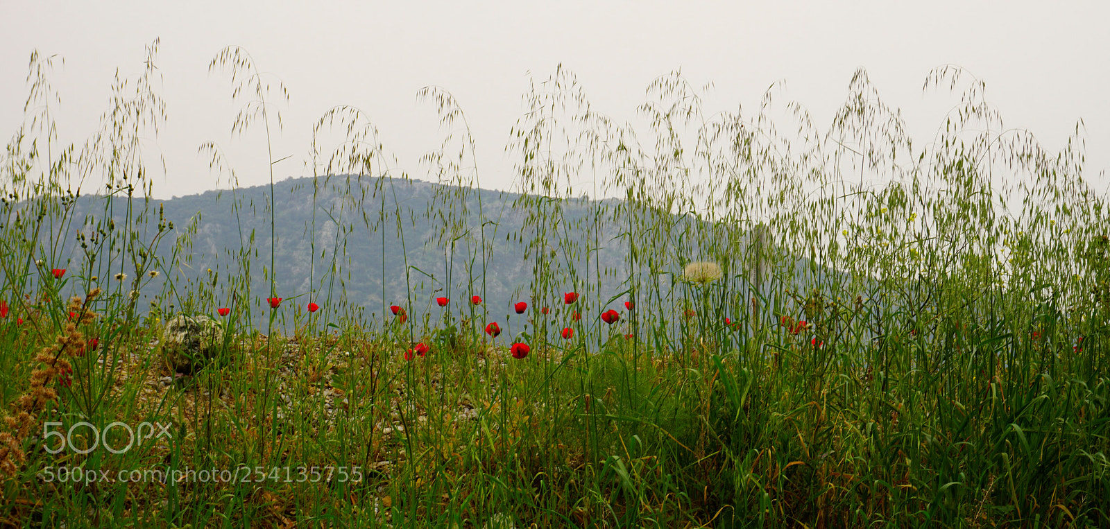 Sony a6000 sample photo. It's springtime in ephesus photography