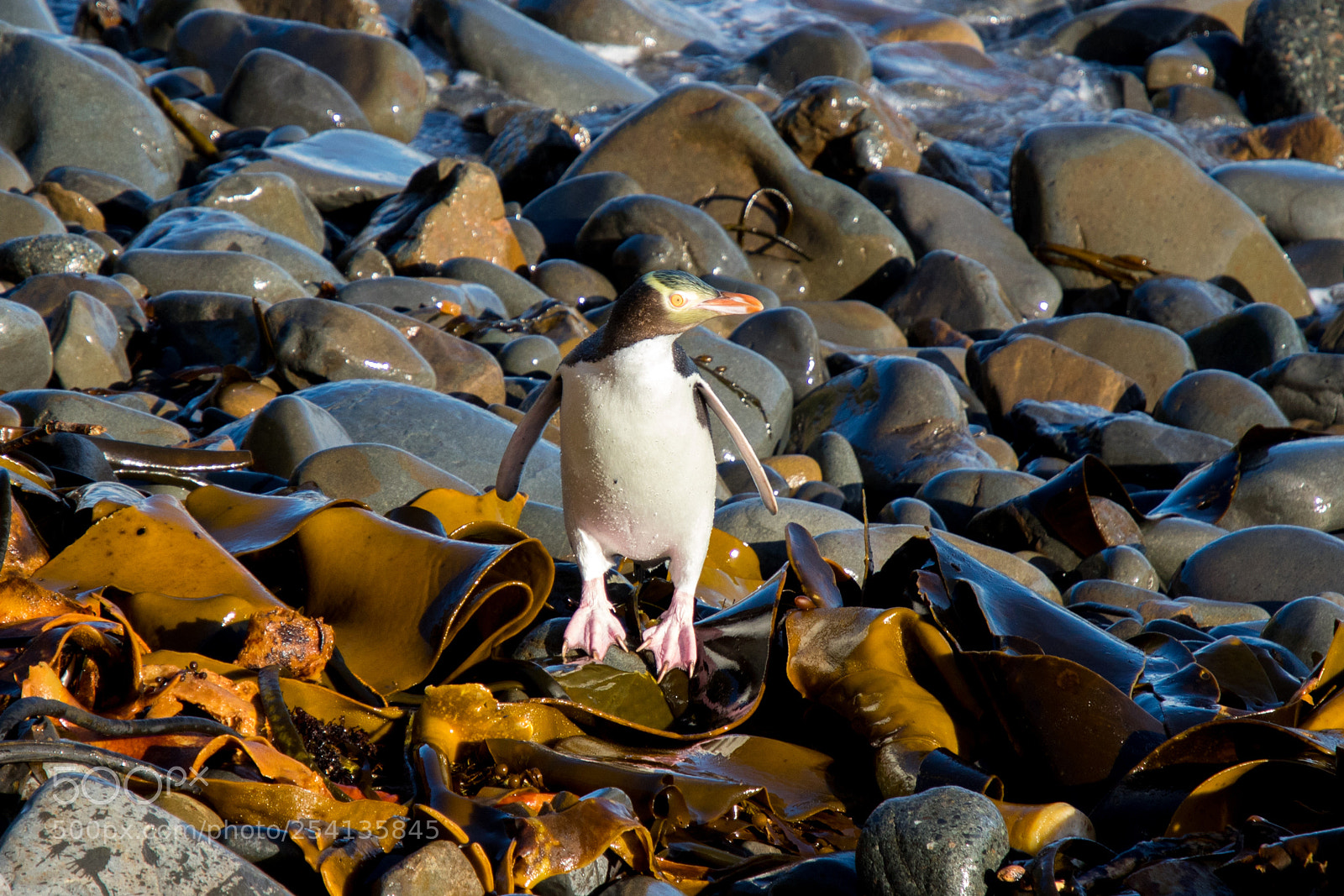 Canon EOS 7D Mark II sample photo. Oh it's slippery photography