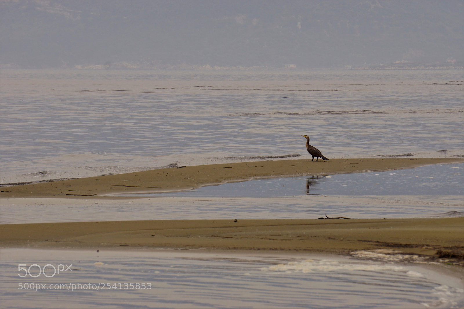 Sony a6000 sample photo. A bird from far photography