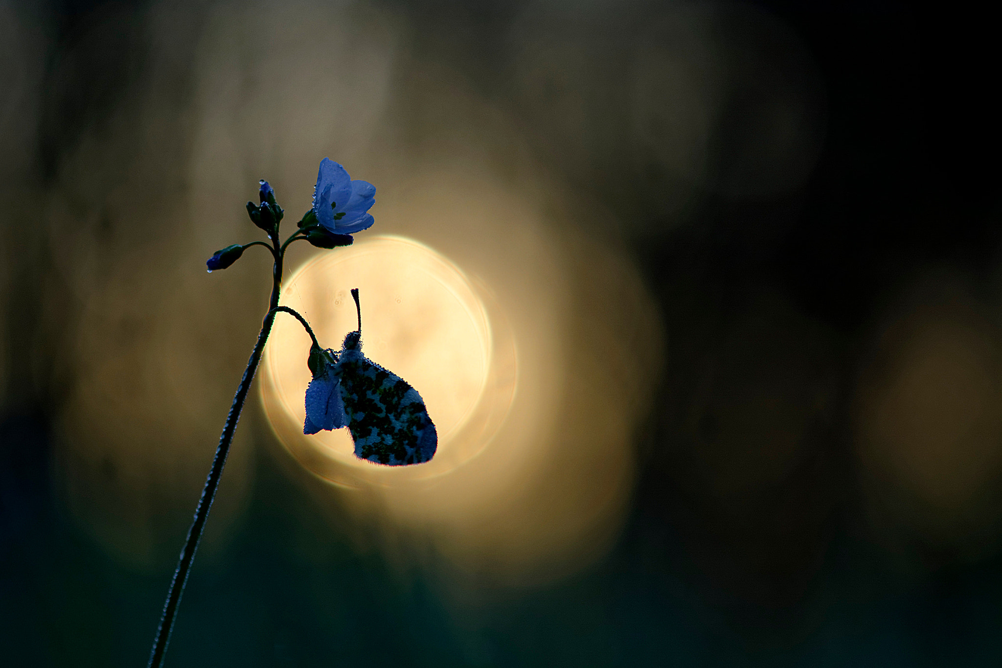 Sigma 105mm F2.8 EX DG OS HSM sample photo. J butterfly is on the treetop. photography