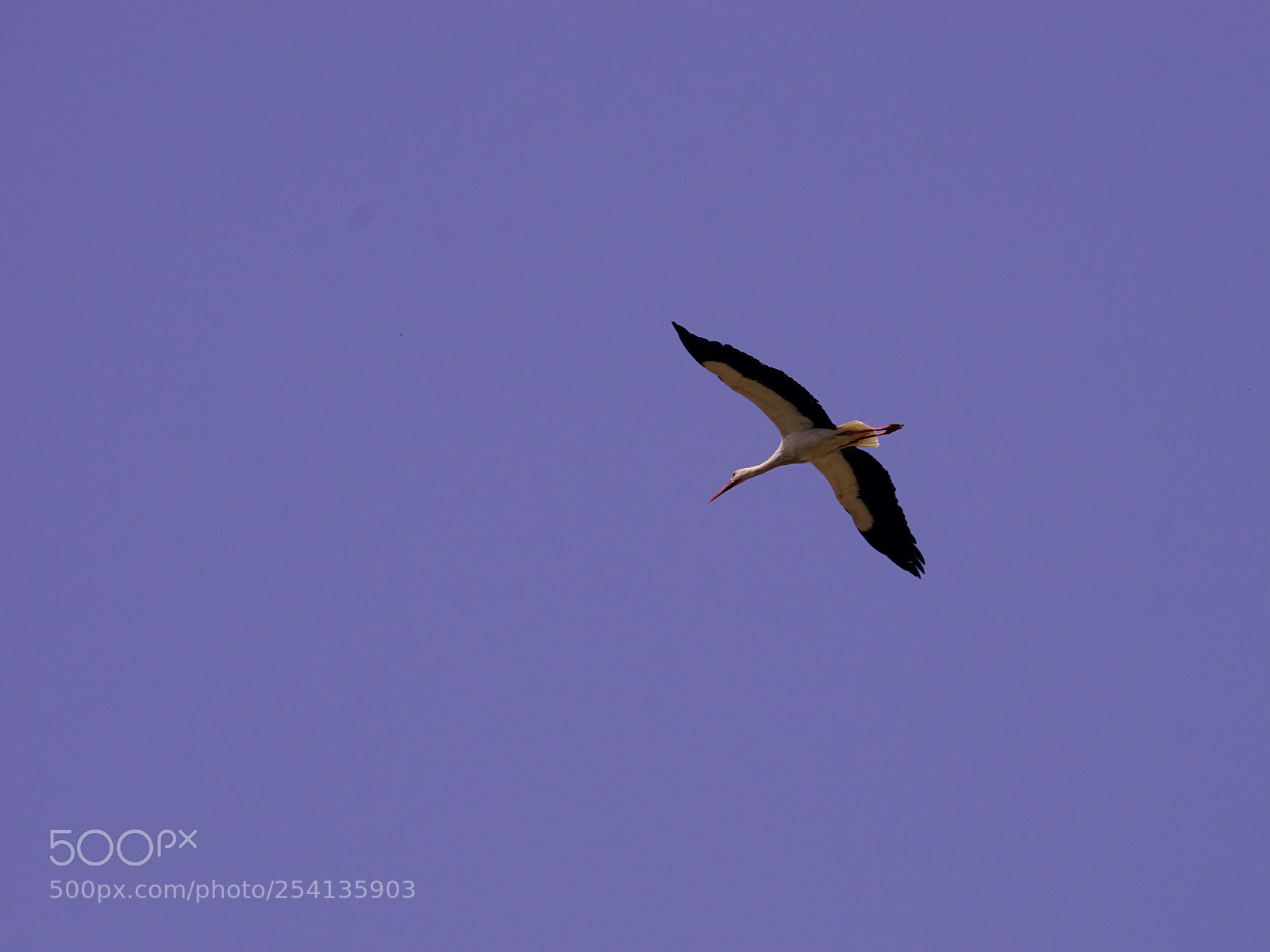 Sony a6000 sample photo. Stork flying above ephesus photography