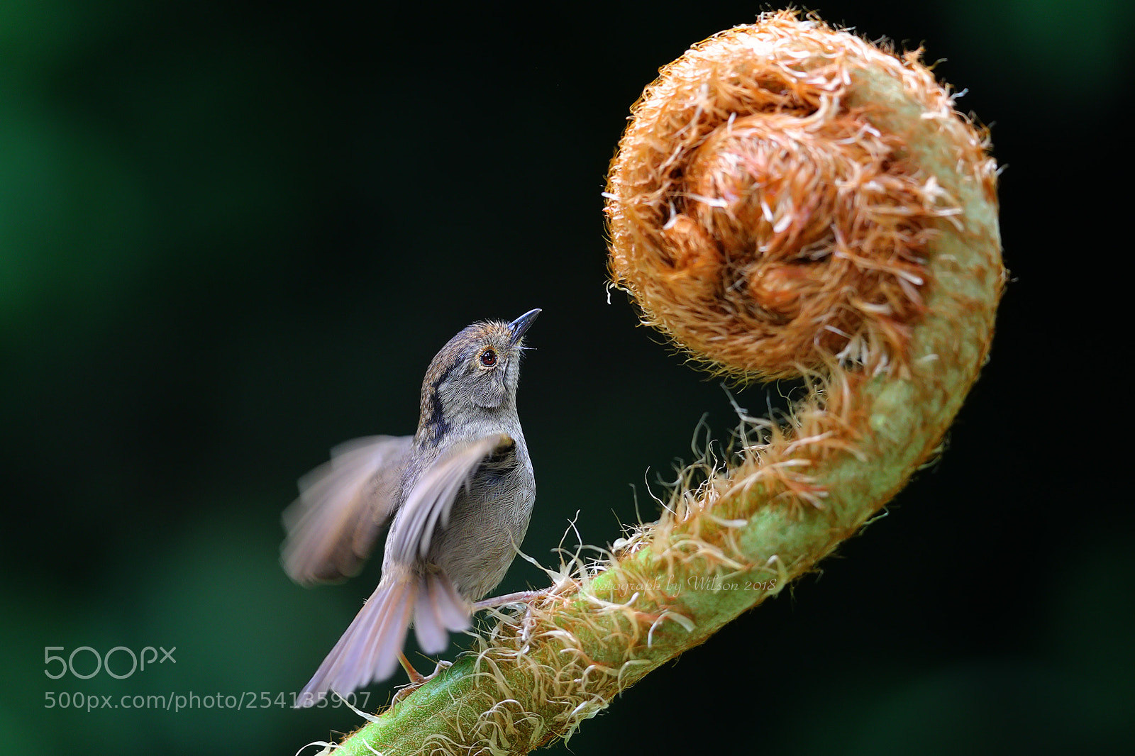 Canon EOS-1D X Mark II sample photo. Alcippe brunnea photography