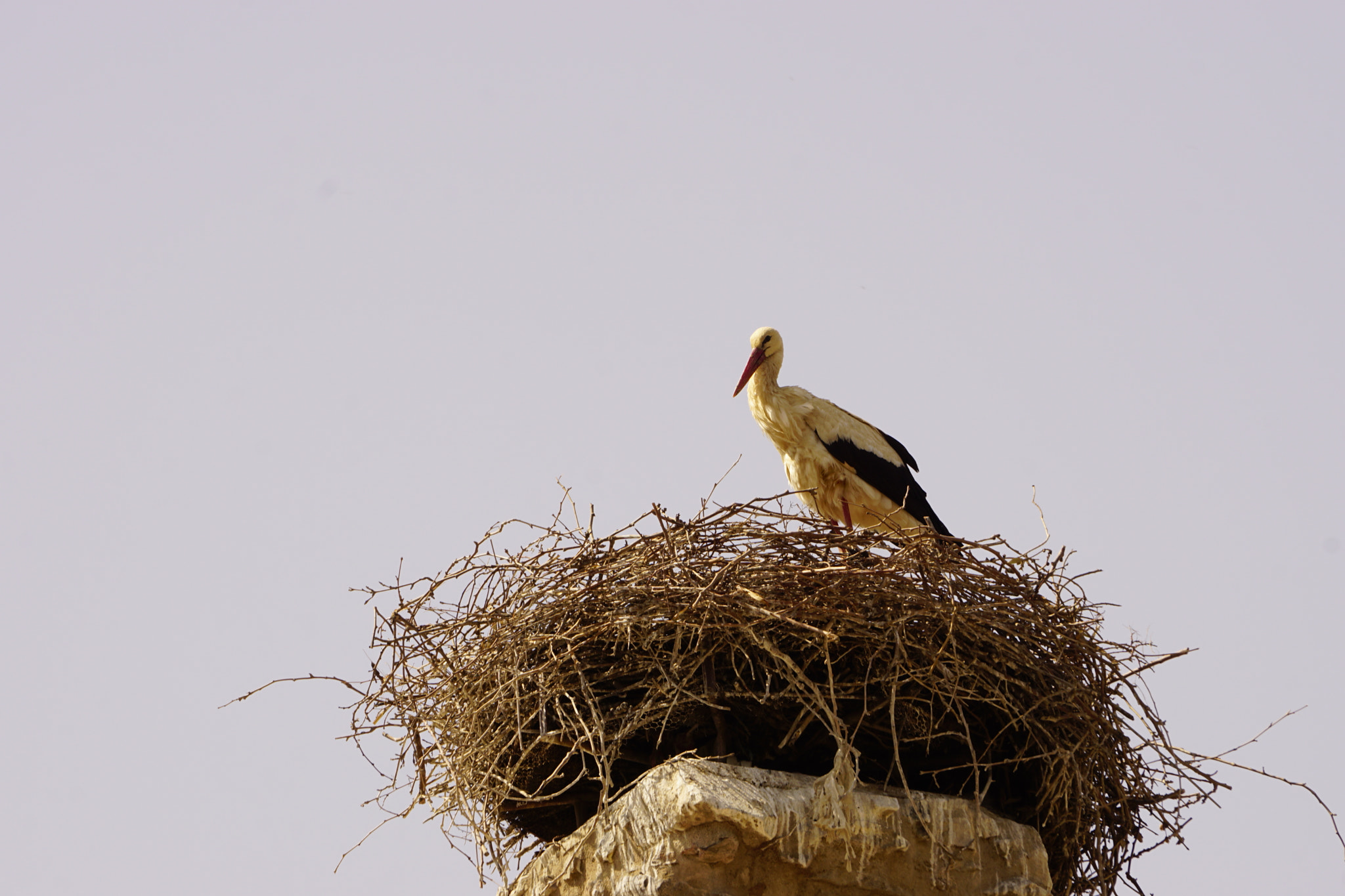 Sony a6000 sample photo. The look of a stork photography