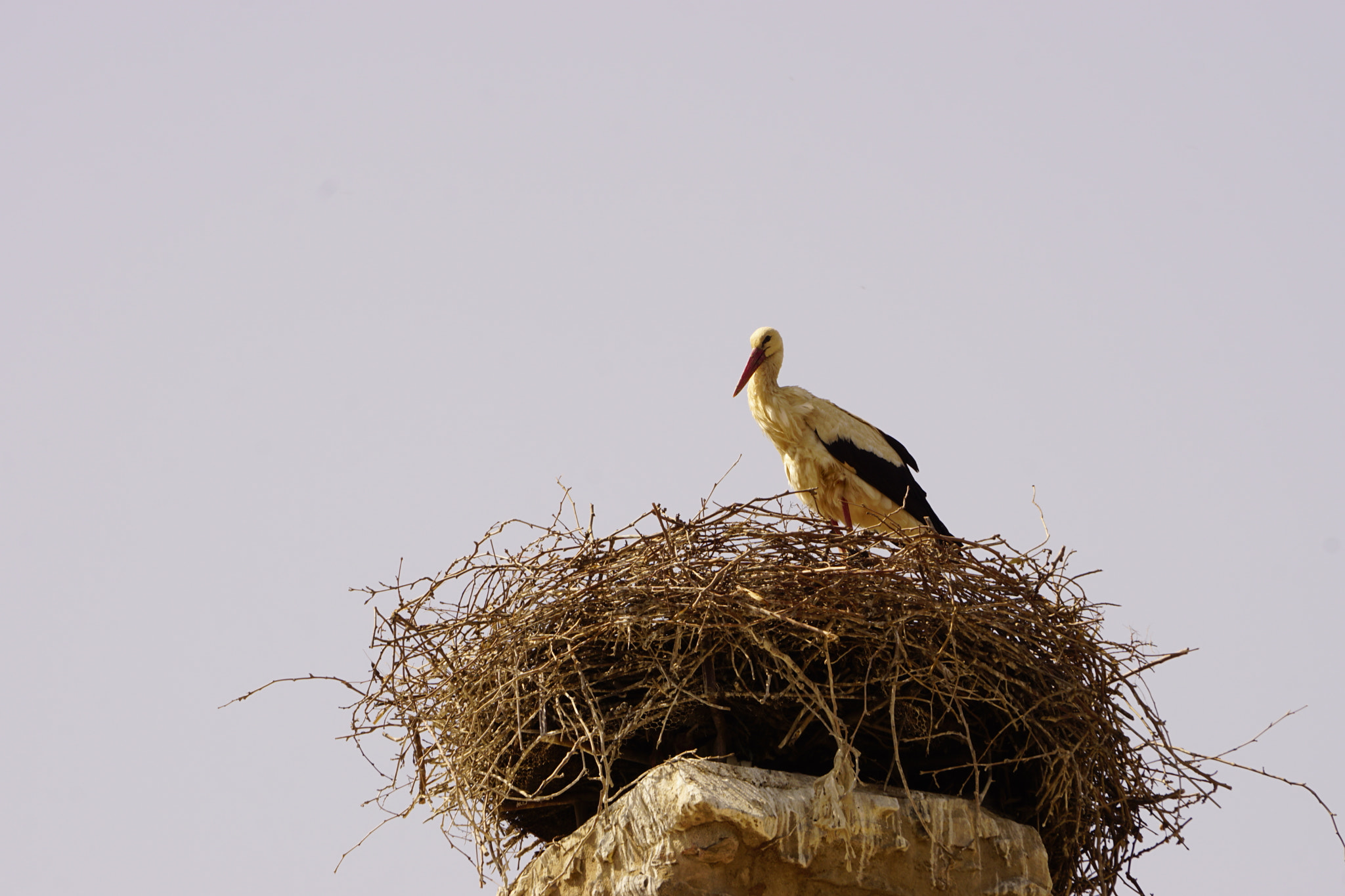 Sony E 55-210mm F4.5-6.3 OSS sample photo. The look of a stork photography