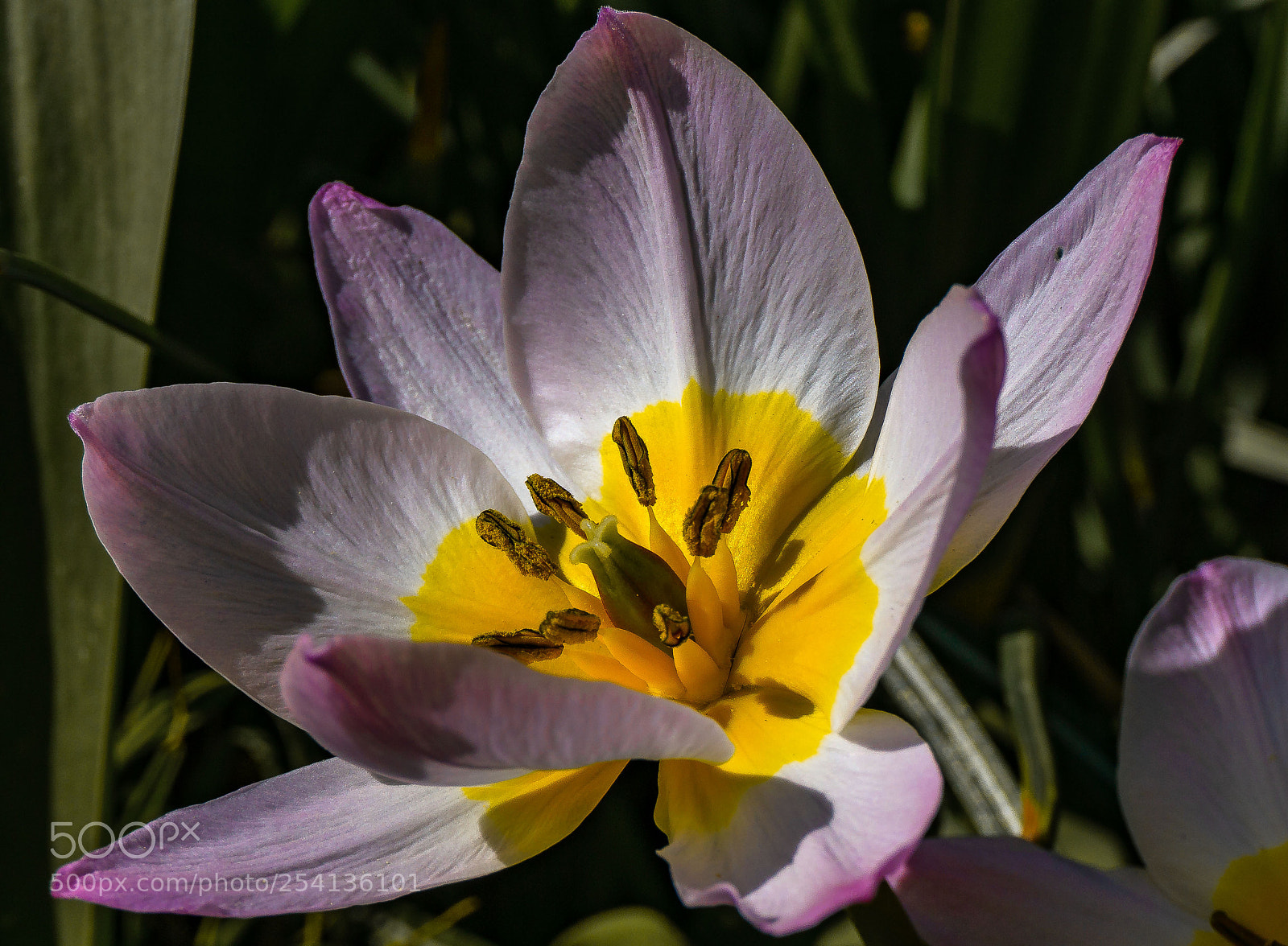 Sony a6000 sample photo. Flower photography