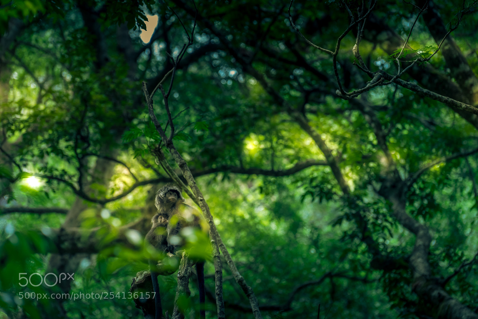 Sony a7 II sample photo. Ancestors photography