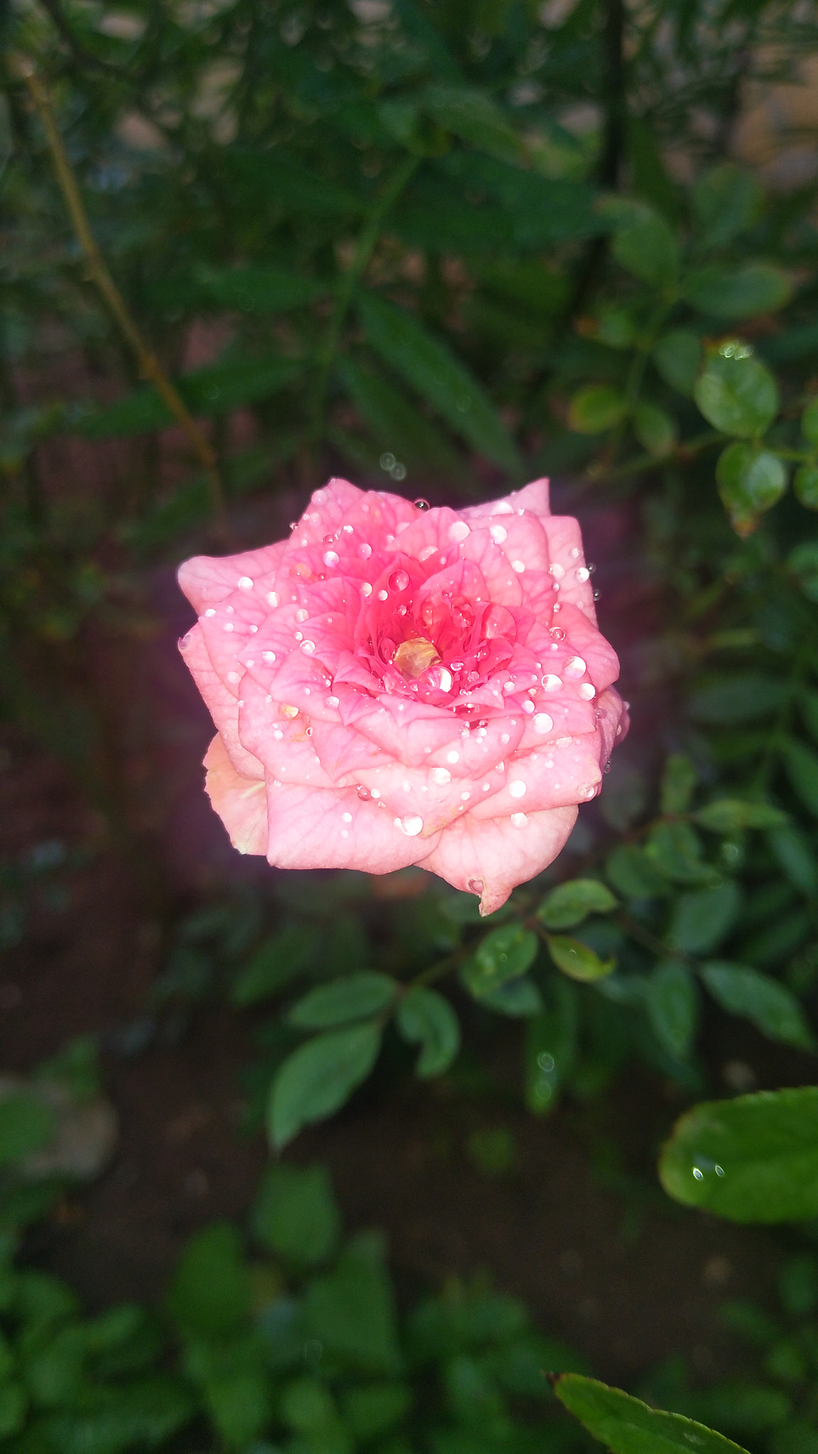 vivo 1611 sample photo. Dew on rose flower 🌹 photography