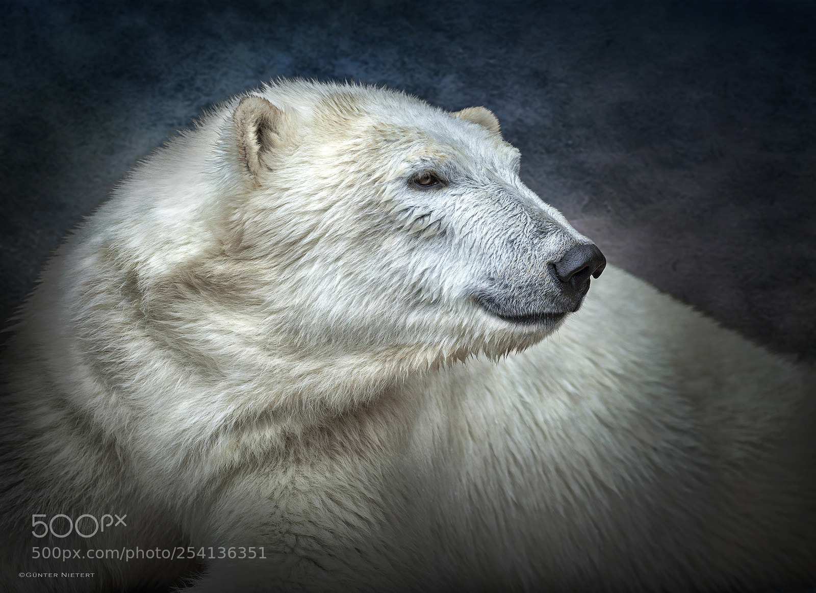 Canon EOS 5D Mark II sample photo. Polar bear photography