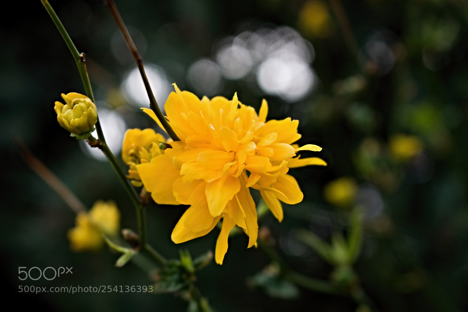 Canon EOS 50D sample photo. Spring in city park_3 photography