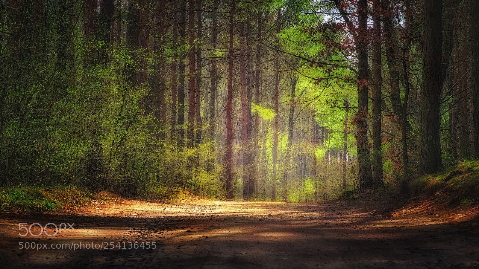 Sony a6000 sample photo. Sunlight in the forest photography