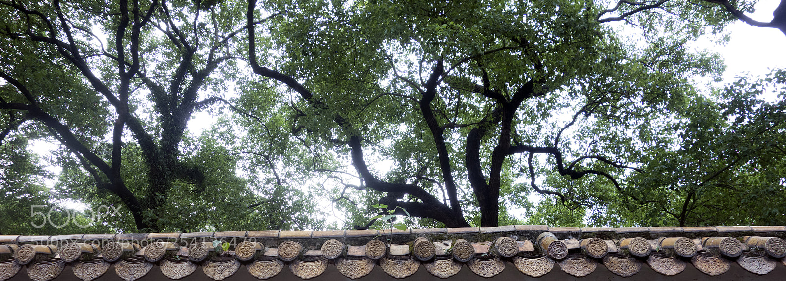 Sony Cyber-shot DSC-RX100 sample photo. Tree outside the wall photography