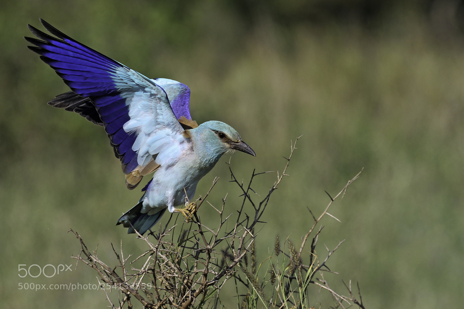 Canon EOS 7D Mark II sample photo. Roller landing photography
