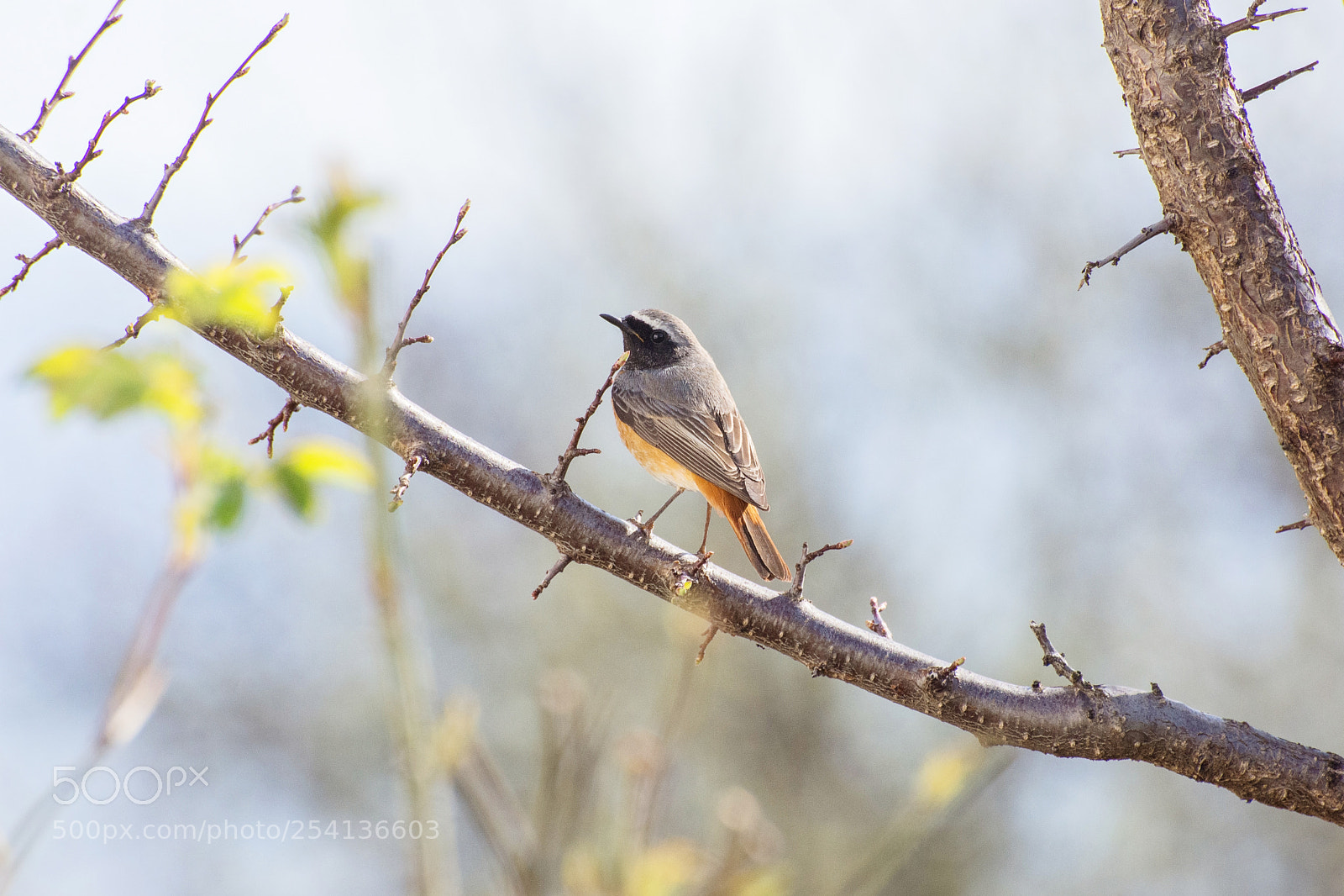 Nikon D7200 sample photo. Redstart, phoenicurus phoenicurus photography