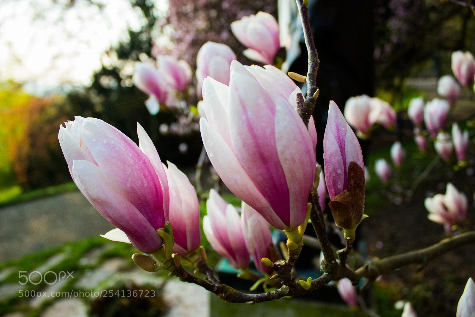 Canon EOS 1300D (EOS Rebel T6 / EOS Kiss X80) sample photo. Blooming tree photography