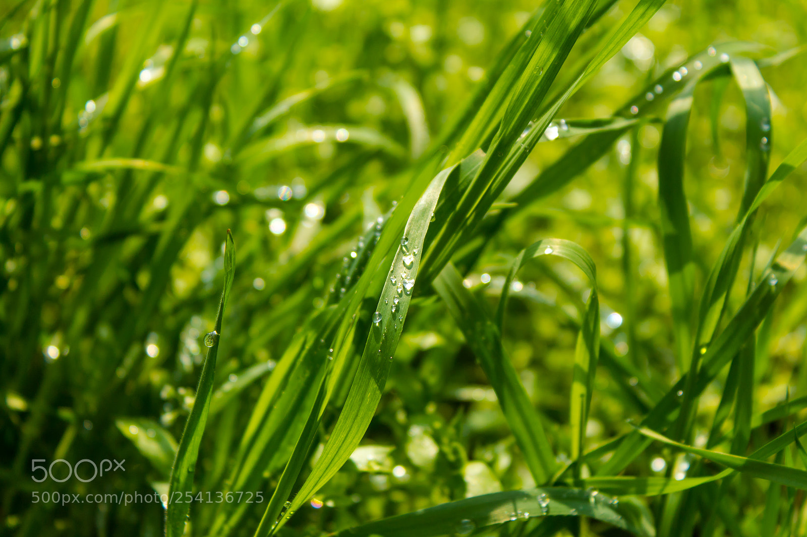 Canon EOS 1300D (EOS Rebel T6 / EOS Kiss X80) sample photo. Morning dew photography