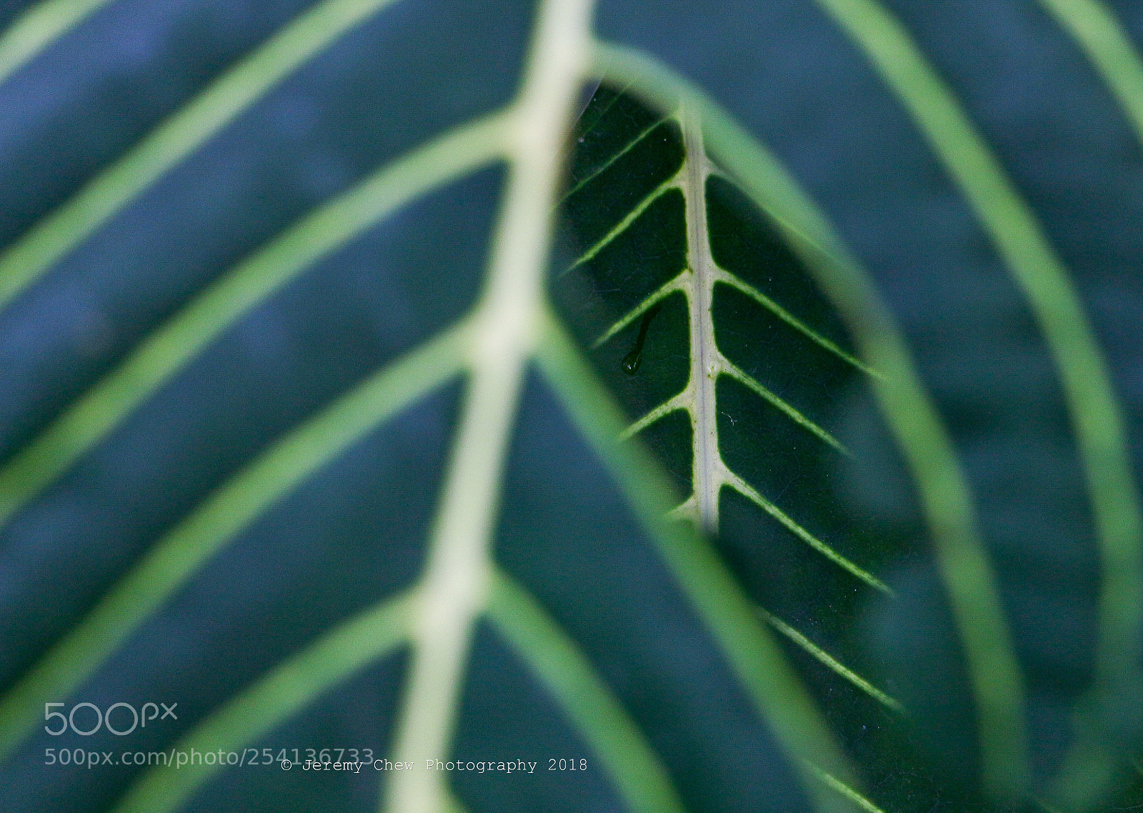 Canon EOS 700D (EOS Rebel T5i / EOS Kiss X7i) sample photo. Tear for tear photography