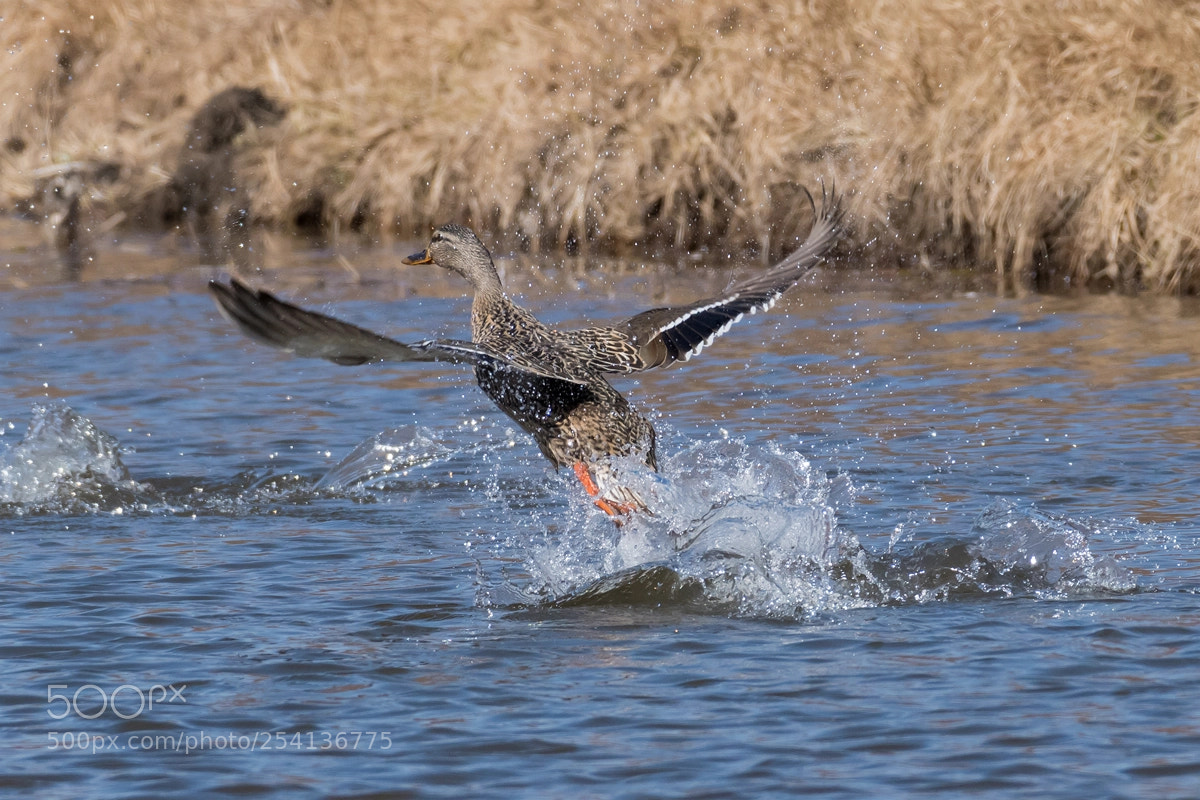 Nikon D500 sample photo. Duck photography