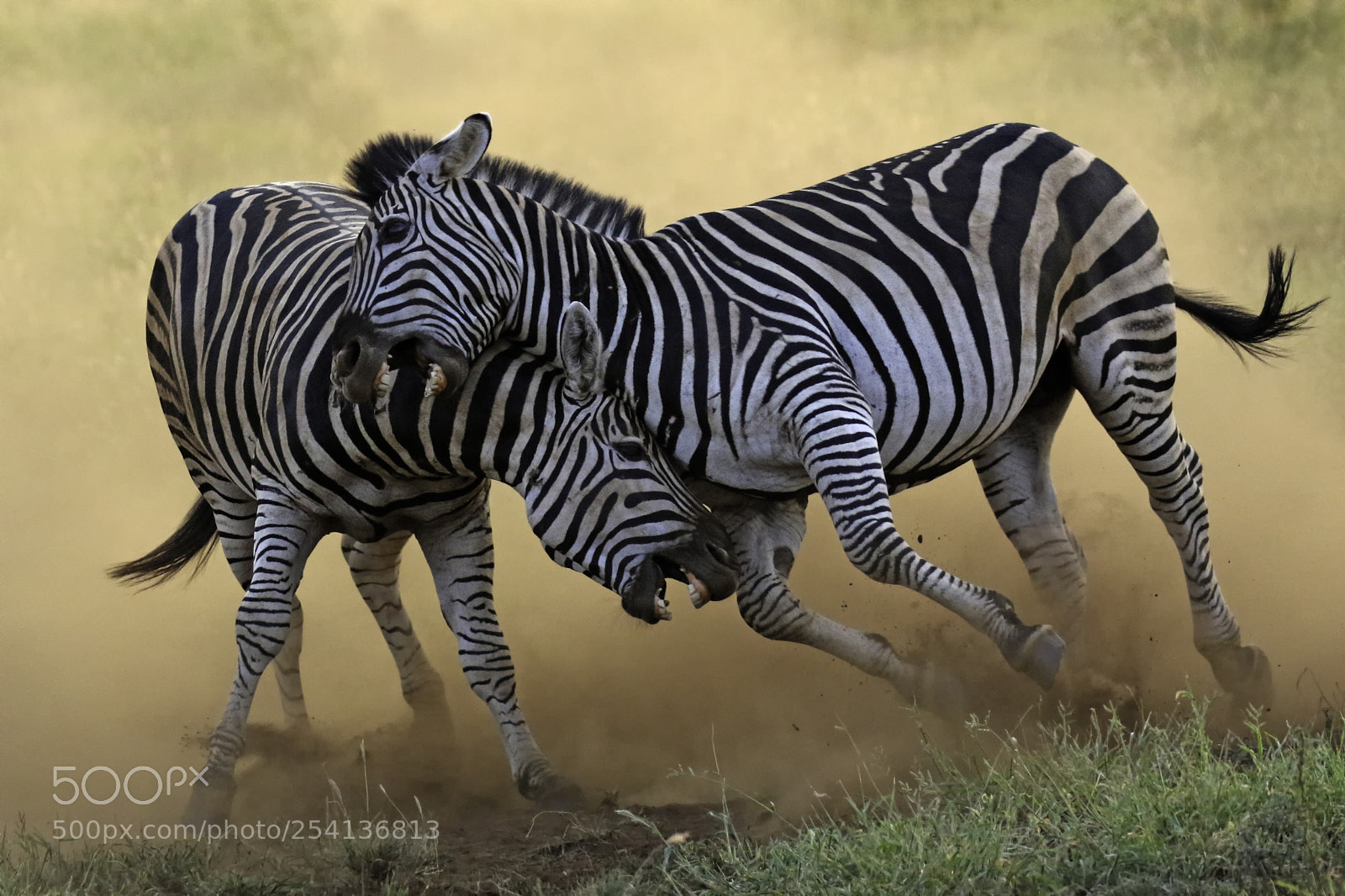 Canon EOS 7D Mark II sample photo. Zebra duel photography