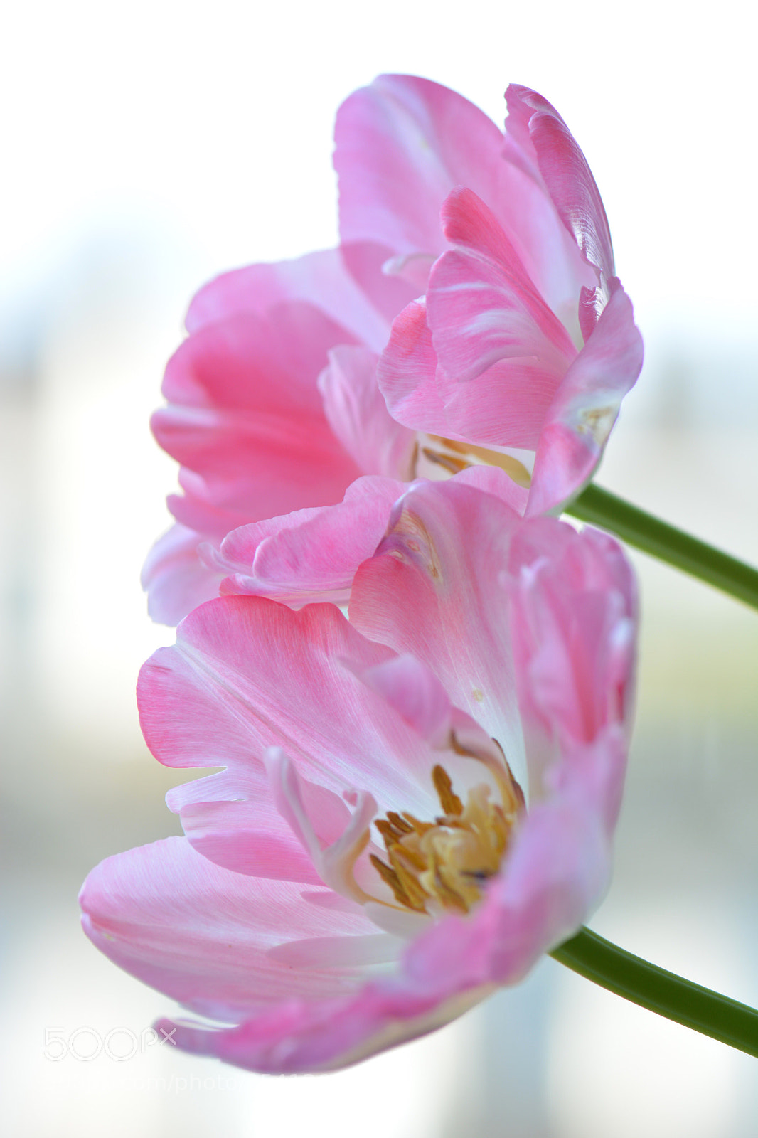 Nikon D7100 sample photo. Delicate colors  photography
