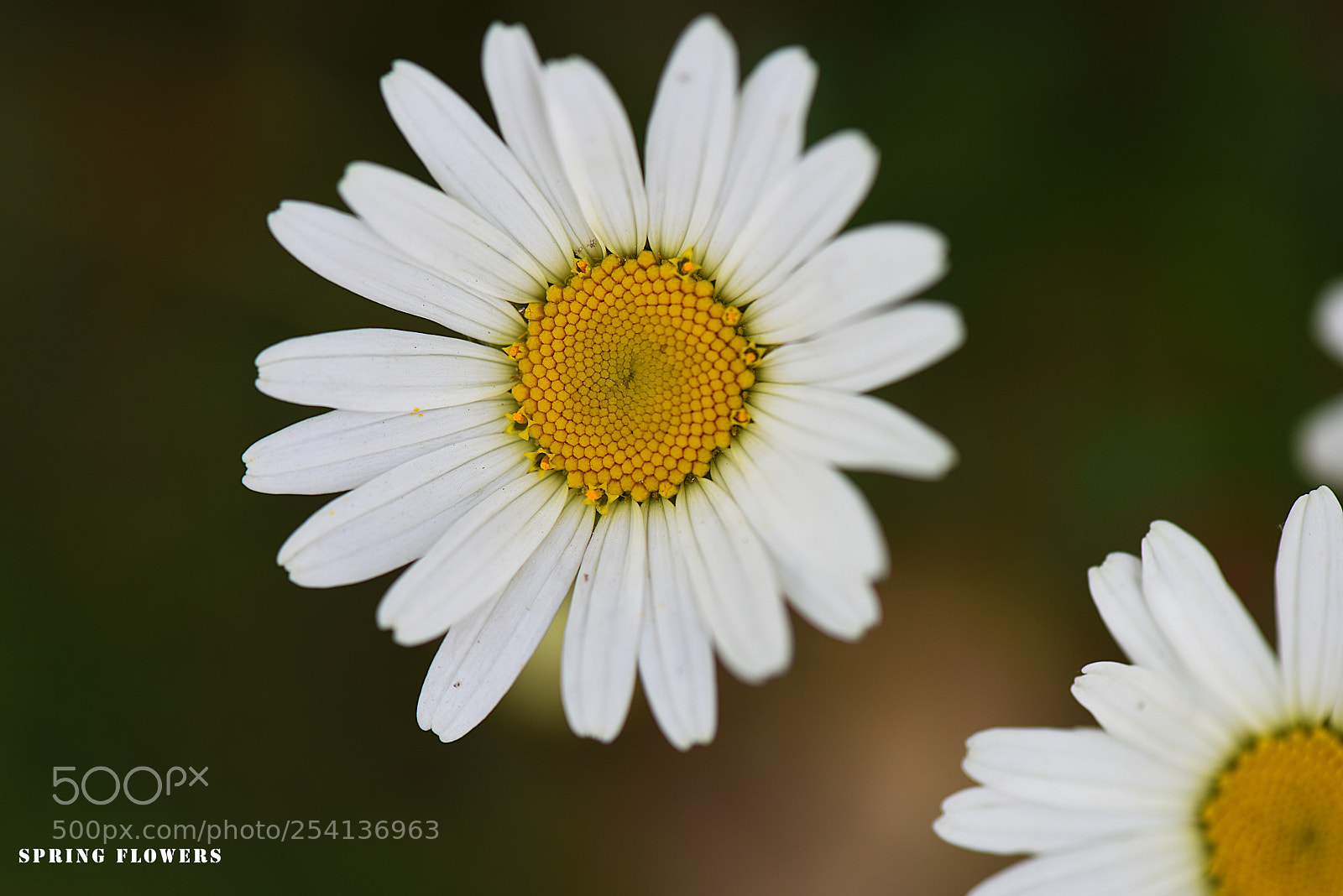 Nikon D810 sample photo. Untitled photography