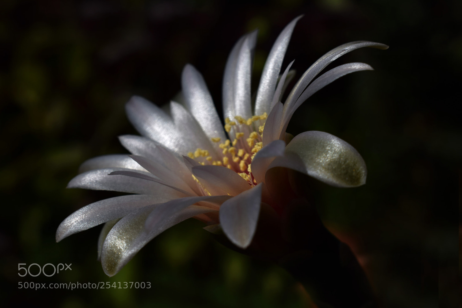 Nikon D3300 sample photo. Cactus photography