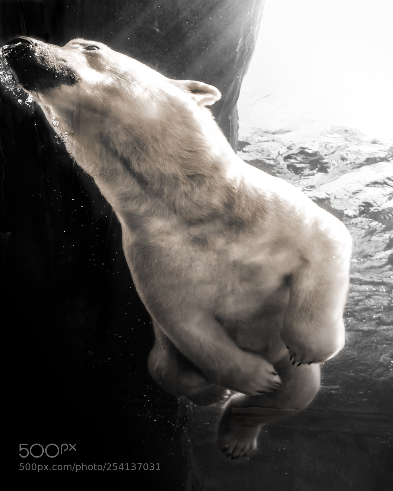 Olympus OM-D E-M1 Mark II sample photo. Flying polar bear photography