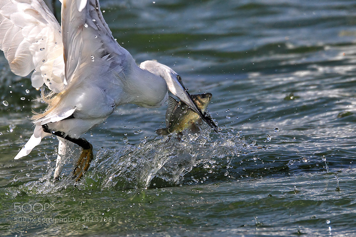 Canon EOS 7D sample photo. The critical moment.. photography