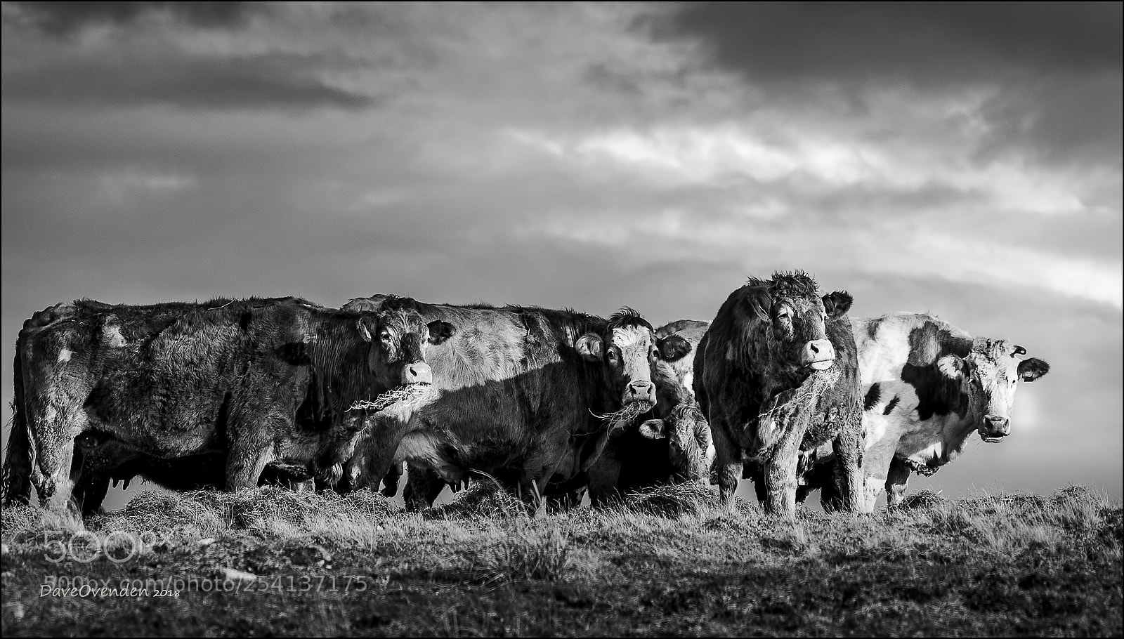 Canon EOS-1D X Mark II sample photo. Cows photography