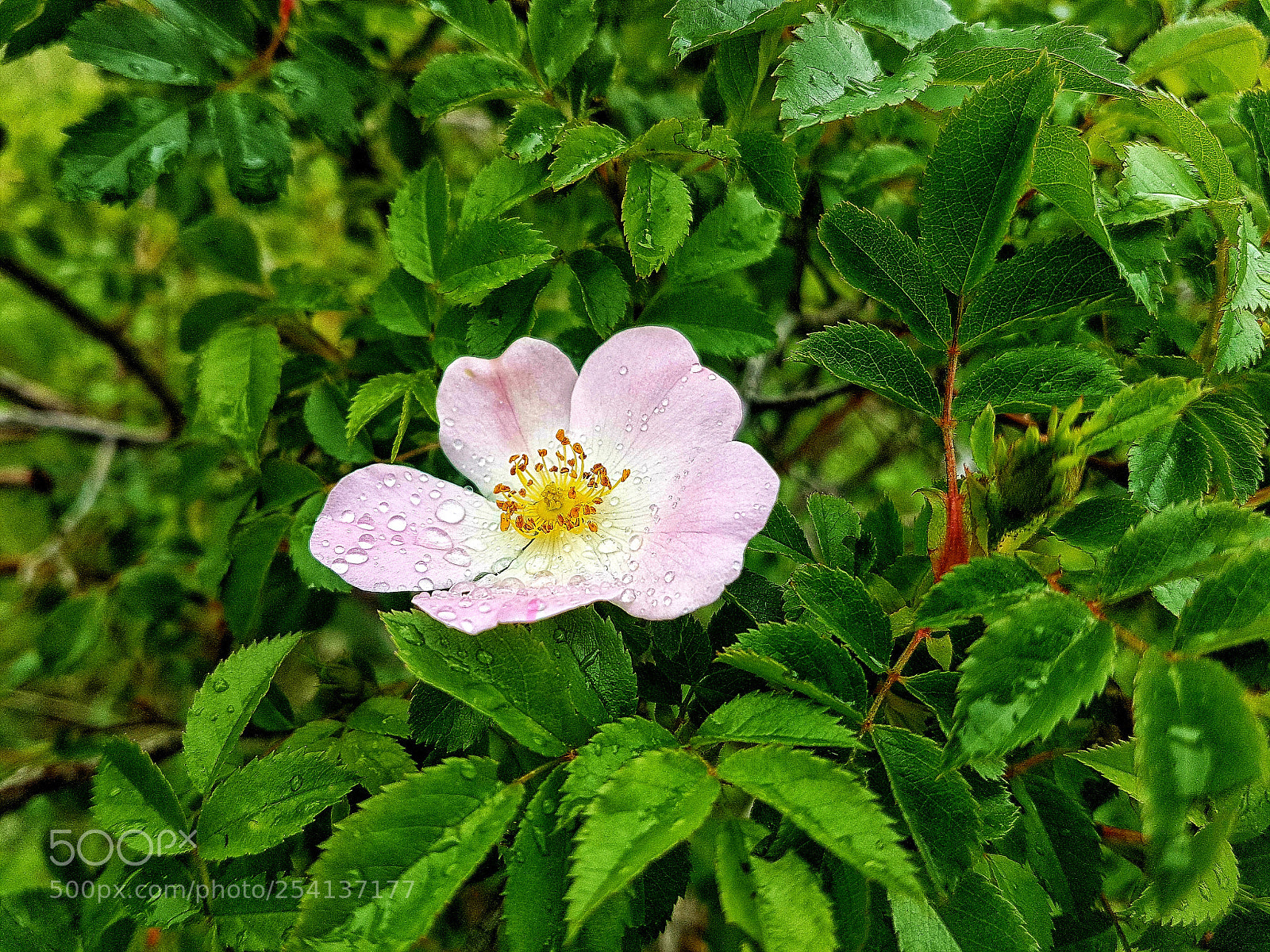 Samsung Galaxy S7 sample photo. ''the beauty of nature" photography