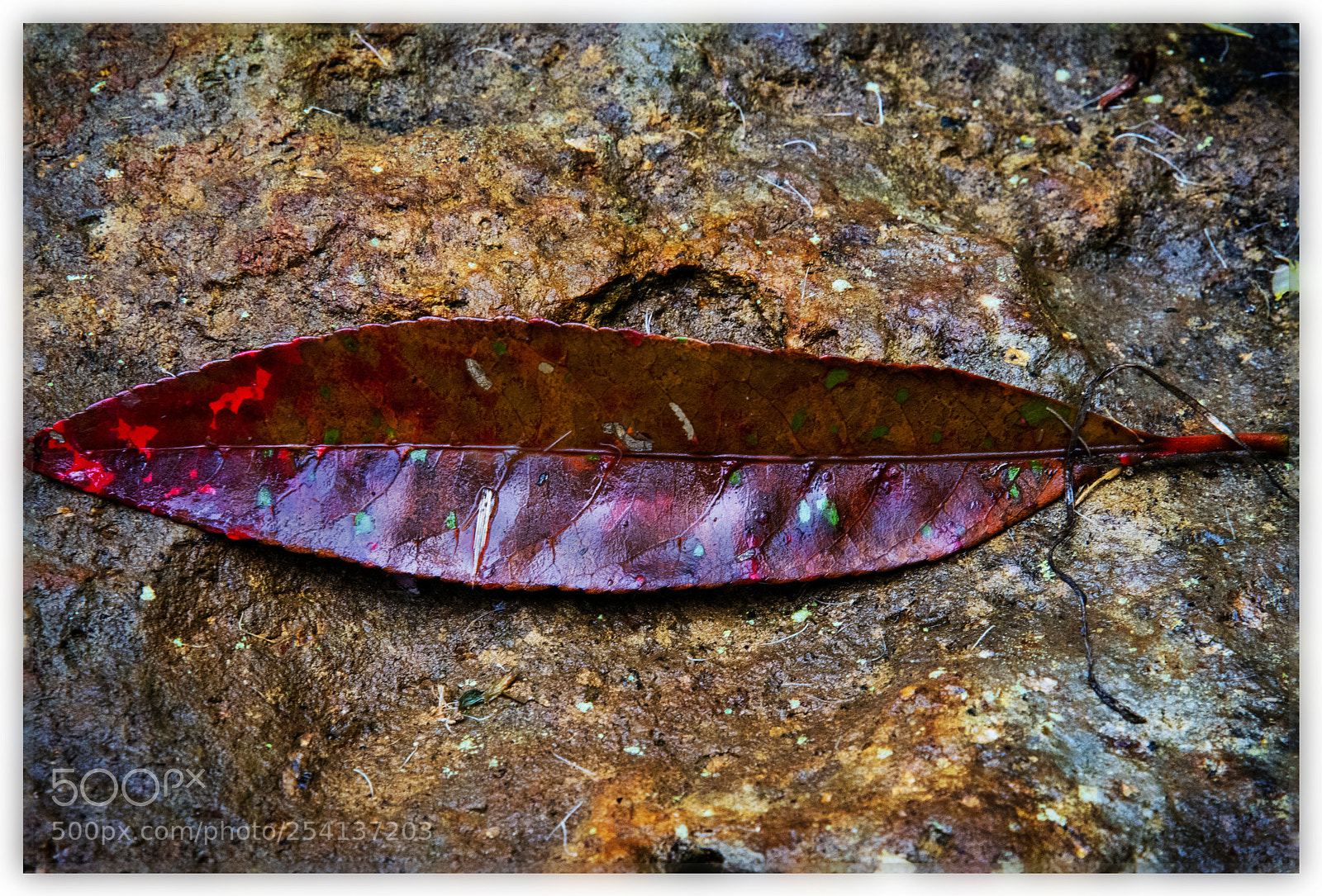 Nikon D500 sample photo. Still life leaf photography