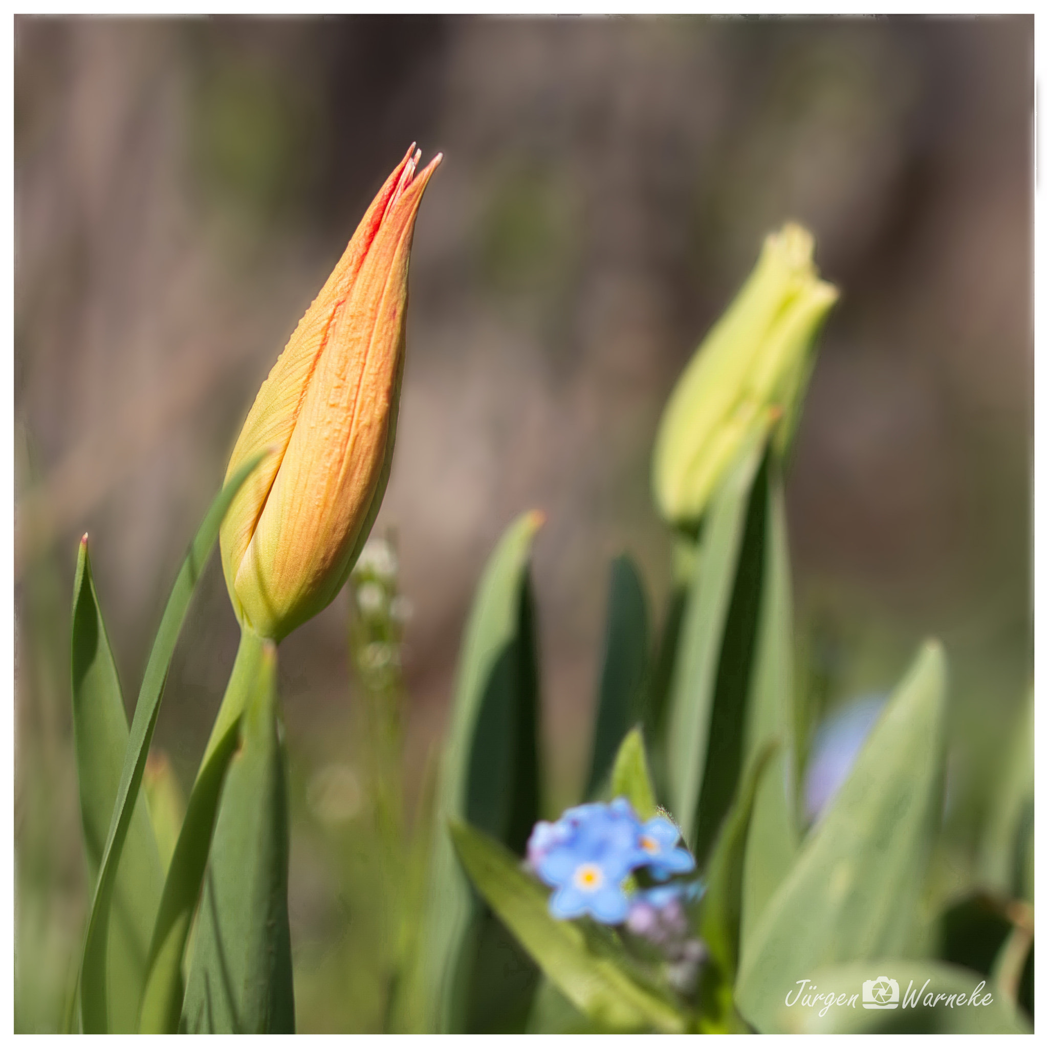 Canon EF 100mm F2.8L Macro IS USM sample photo. Garden feelings photography