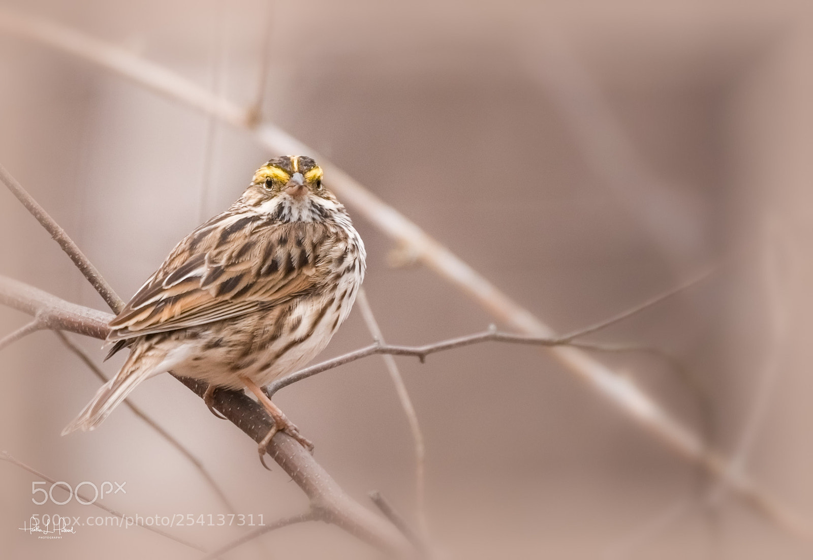 Nikon D810 sample photo. The savannah sparrow photography