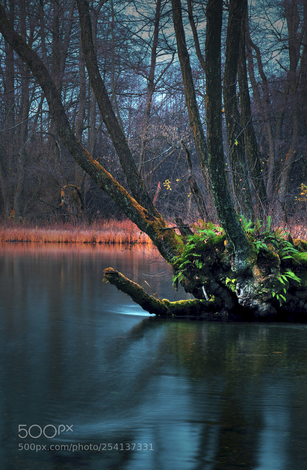 Nikon D610 sample photo. River trees photography