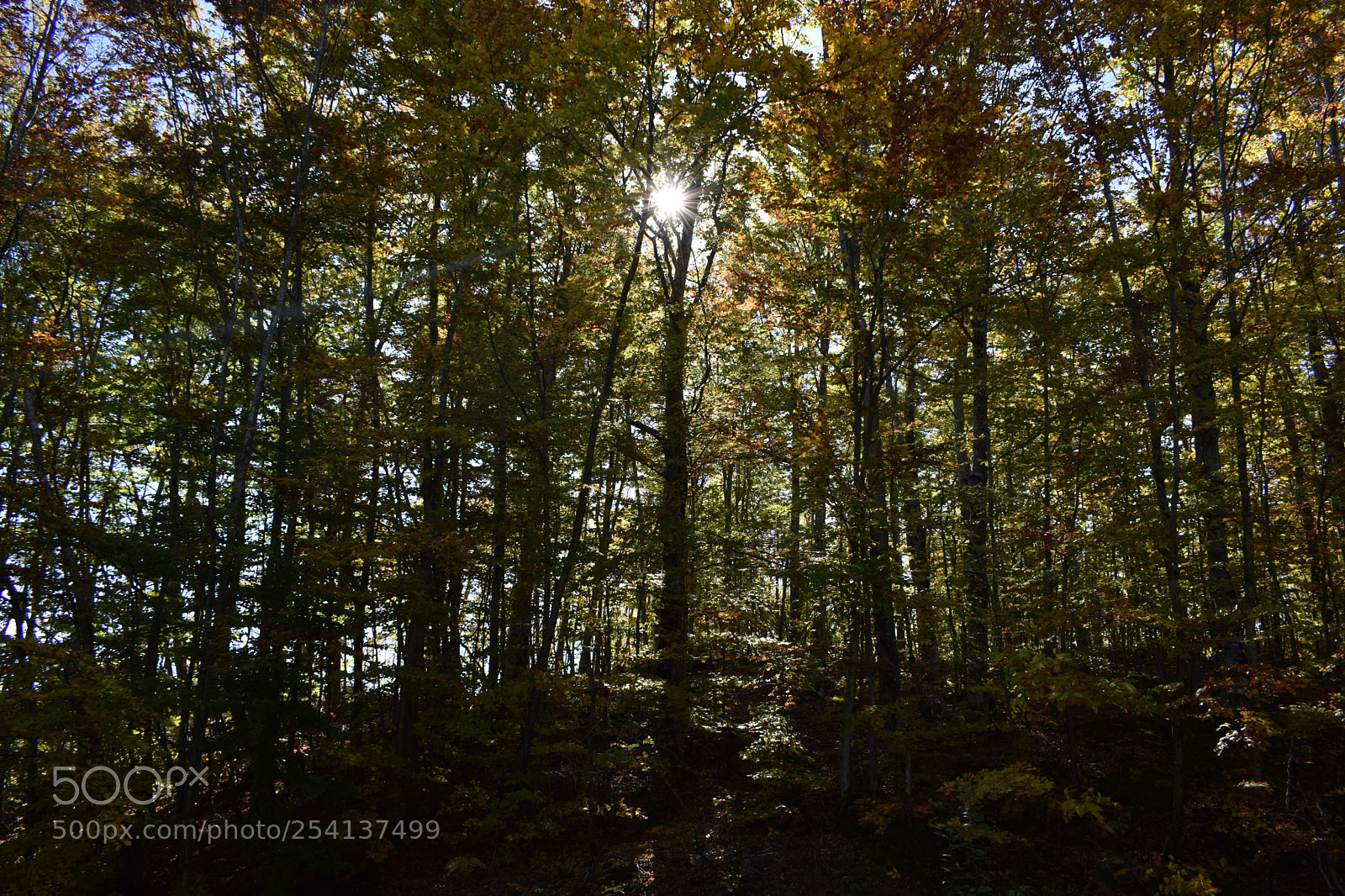 Nikon D3300 sample photo. Beech trees photography