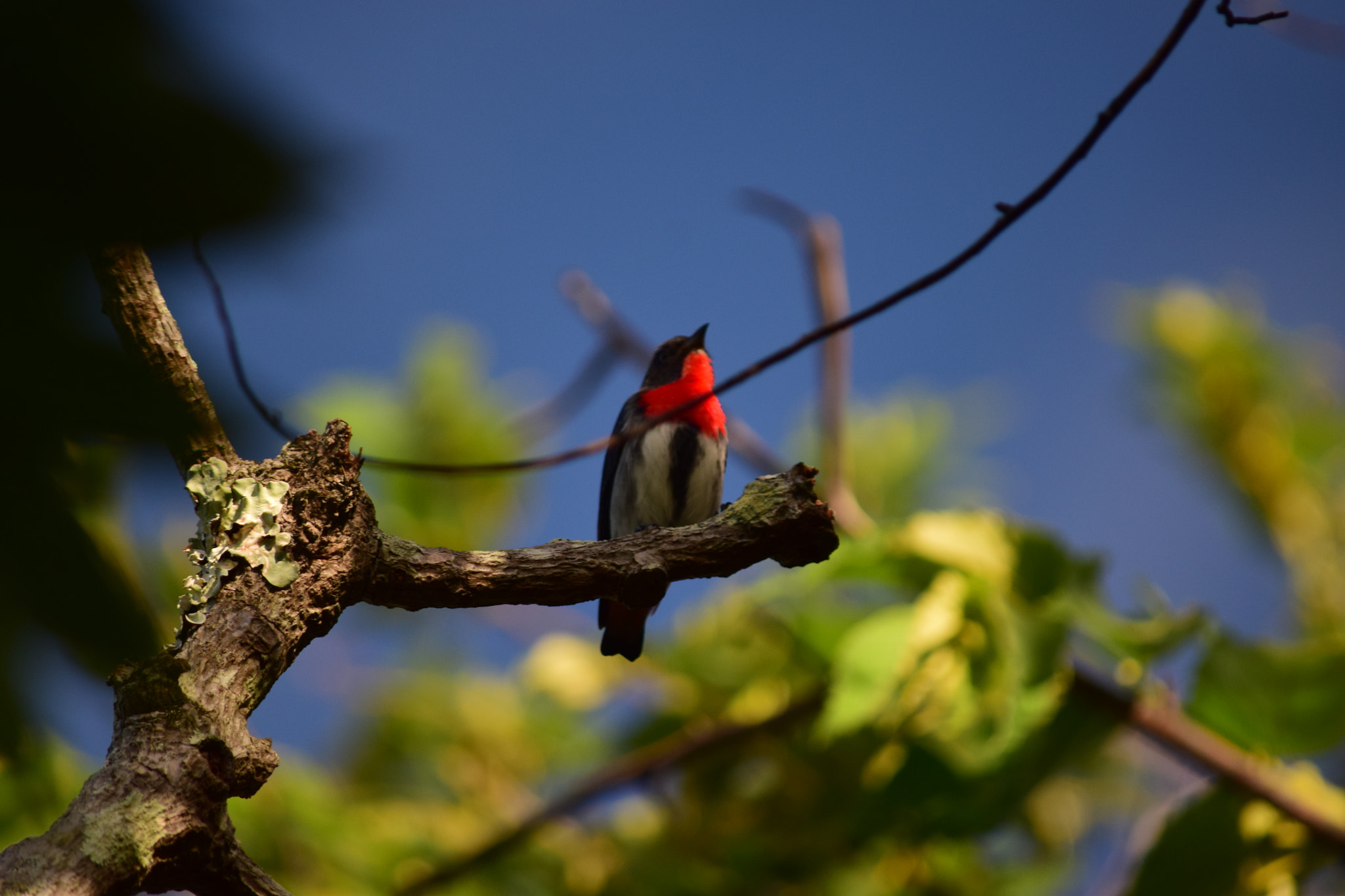 Nikon D5300 sample photo. Hard to catch photography