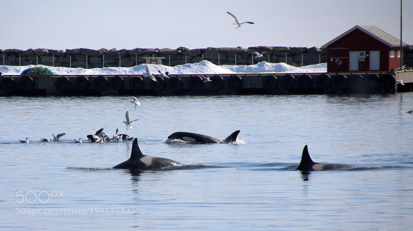 Canon EOS 700D (EOS Rebel T5i / EOS Kiss X7i) sample photo. Orcas lofoten photography
