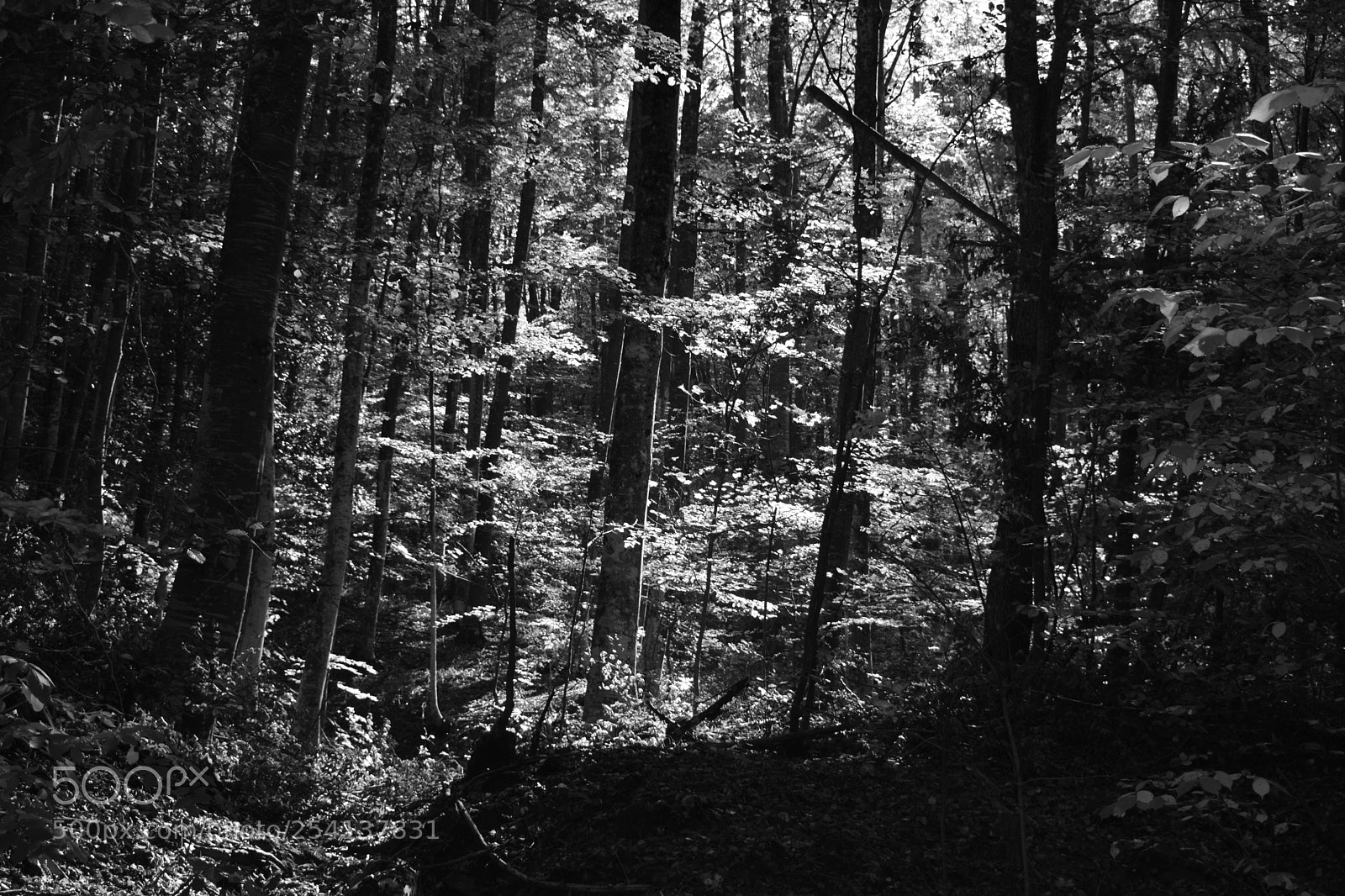 Nikon D3300 sample photo. Beech trees photography
