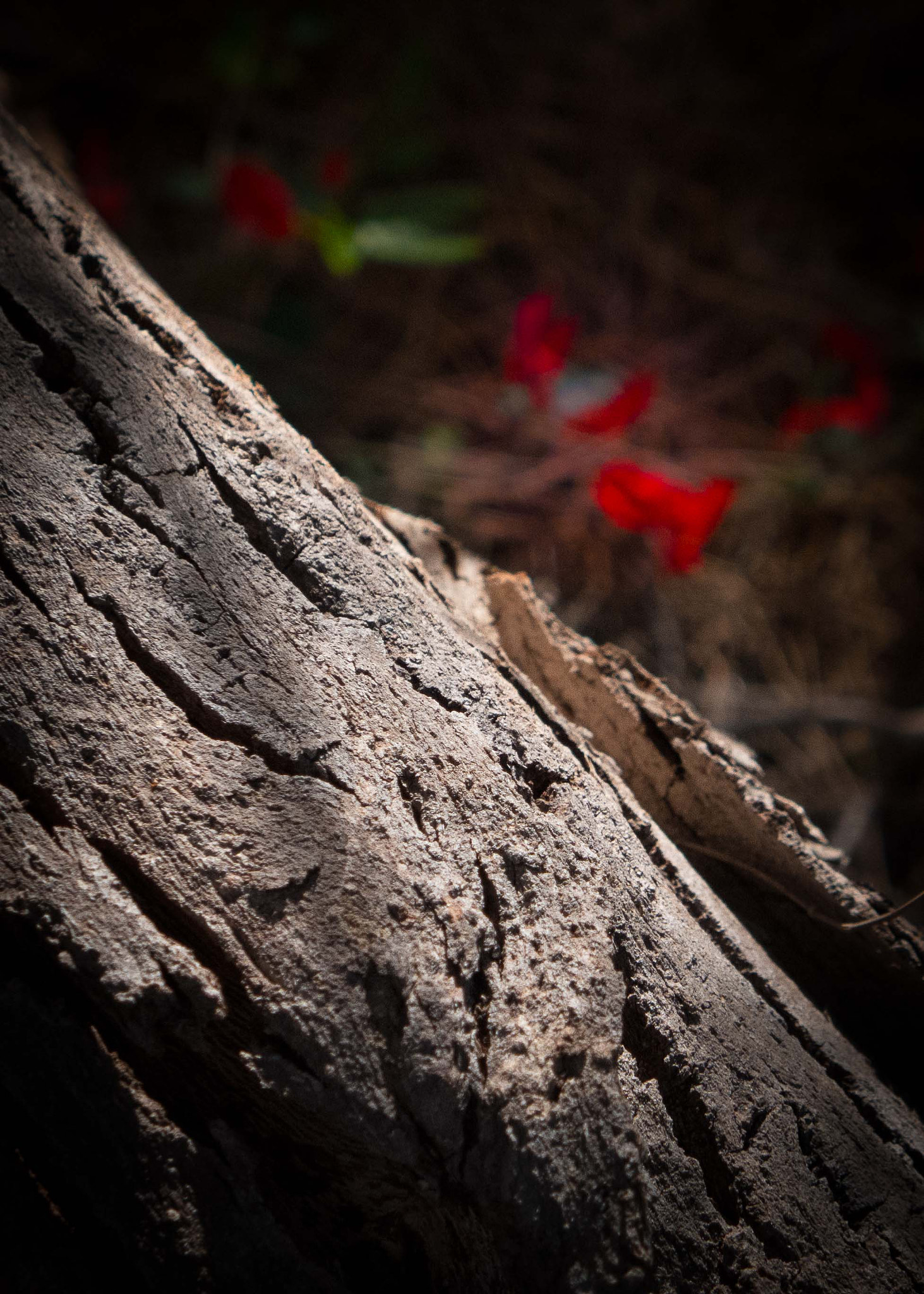 Leica D-Lux 6 sample photo. Red creeper photography