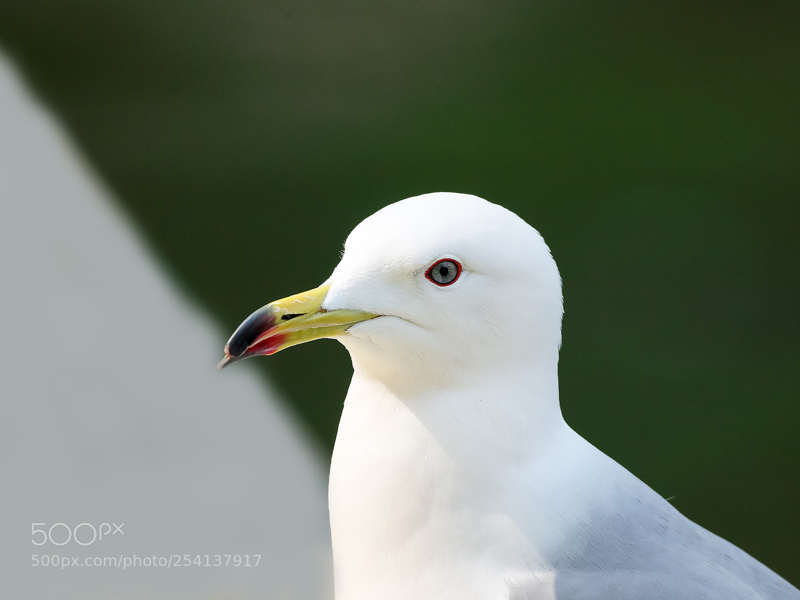 Canon EOS-1D X Mark II sample photo. 三趾鸥 photography