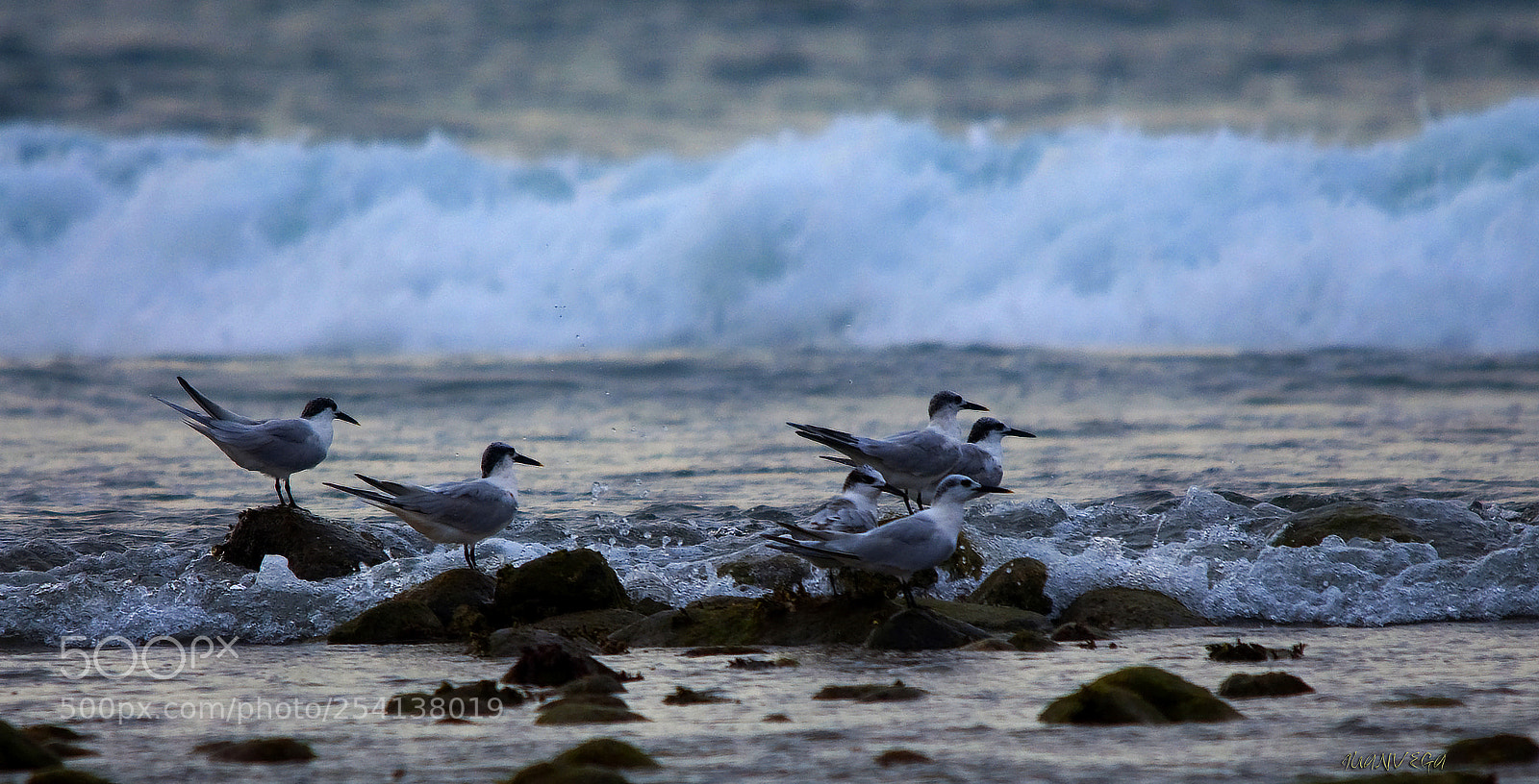 Nikon D90 sample photo. Charranes photography