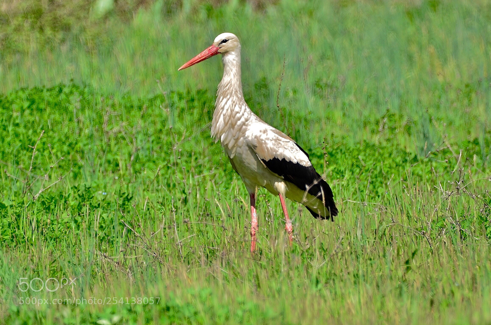 Nikon D7000 sample photo. Stork photography