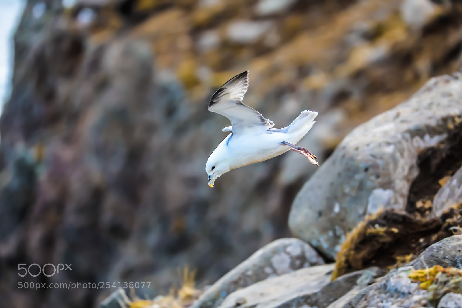 Canon EOS 5D Mark IV sample photo. Northern fulmar photography