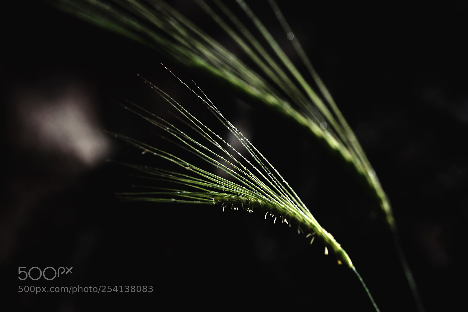 Canon EOS-1D X Mark II sample photo. 2018 photography