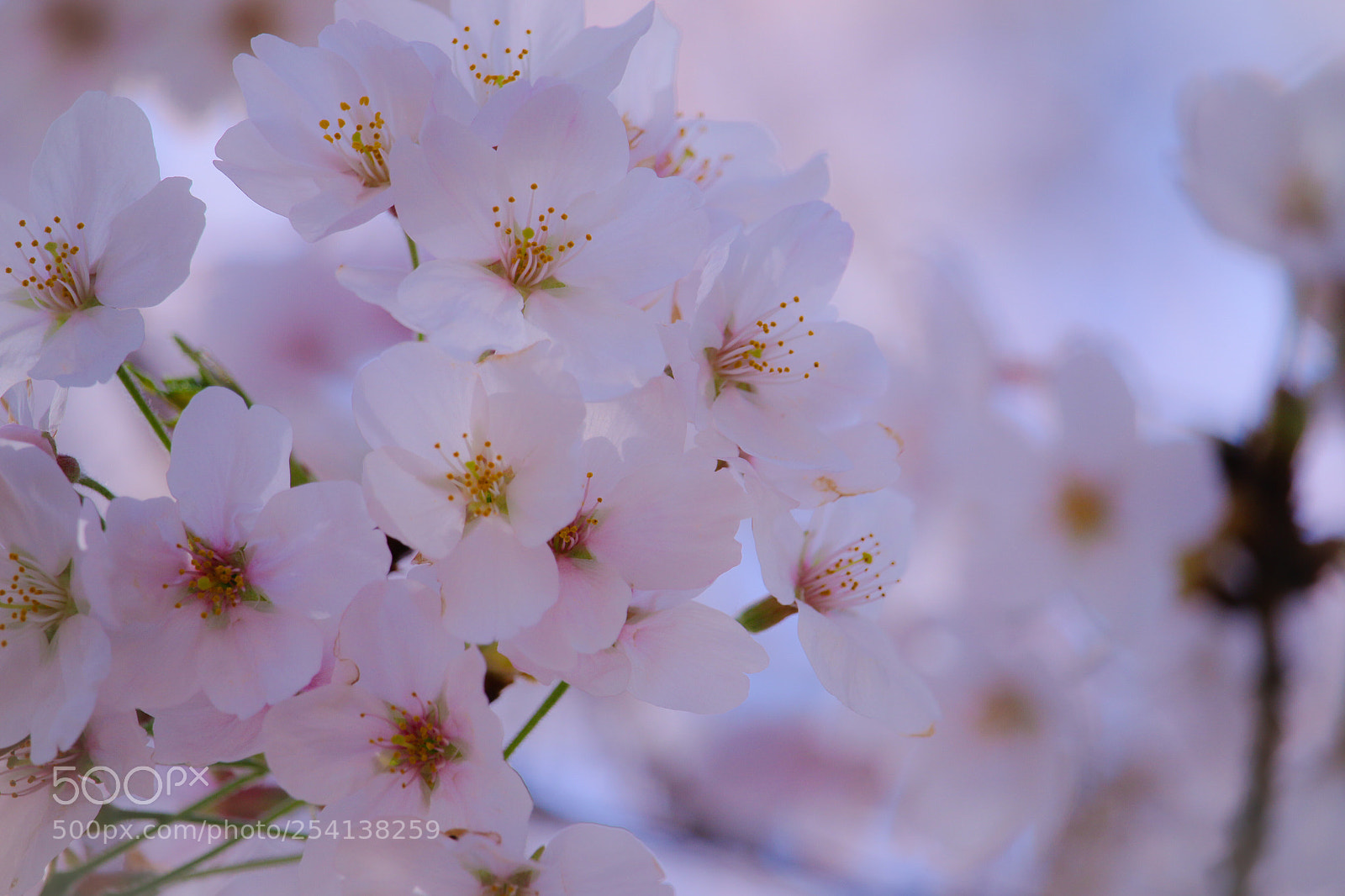 Canon EOS 70D sample photo. Cherry blossoms photography