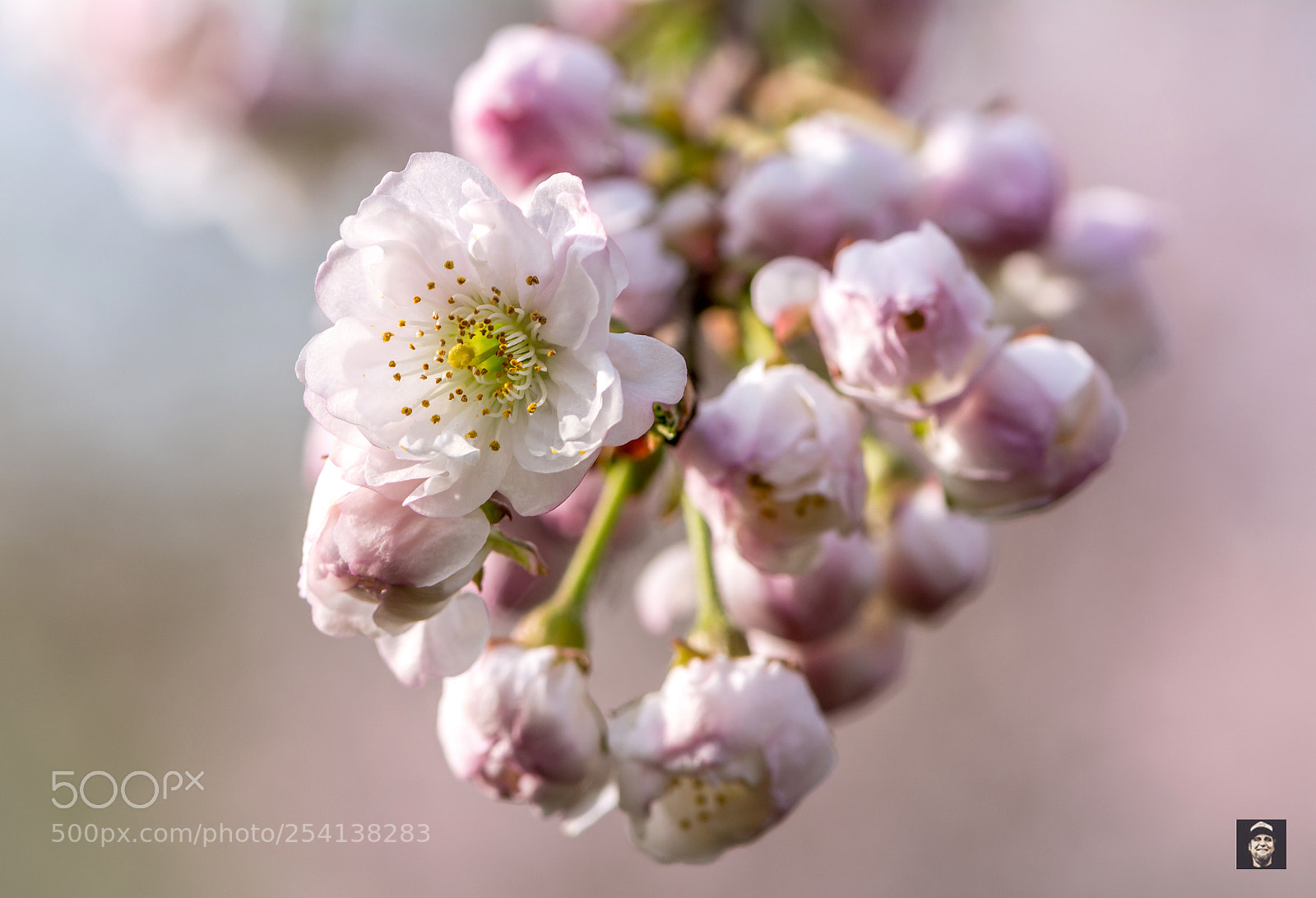 Nikon D5200 sample photo. Springtime,...betuwe. photography