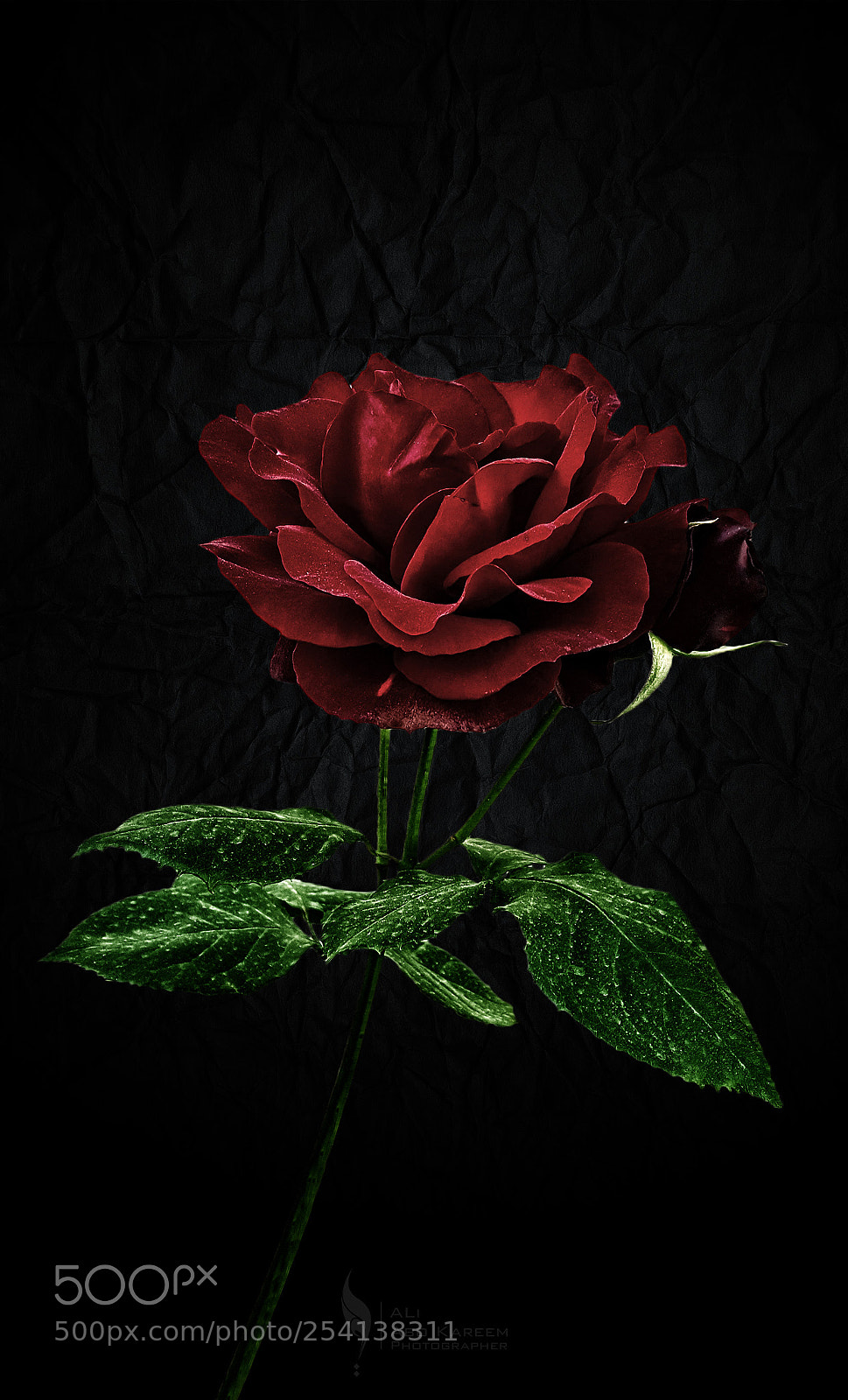Samsung Galaxy Note5 sample photo. Rose and darkness photography