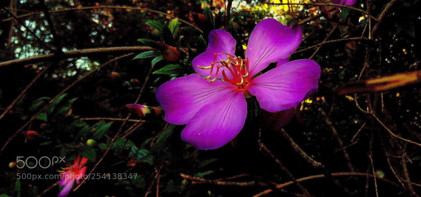 Canon PowerShot SX60 HS sample photo. Manacá ... photography
