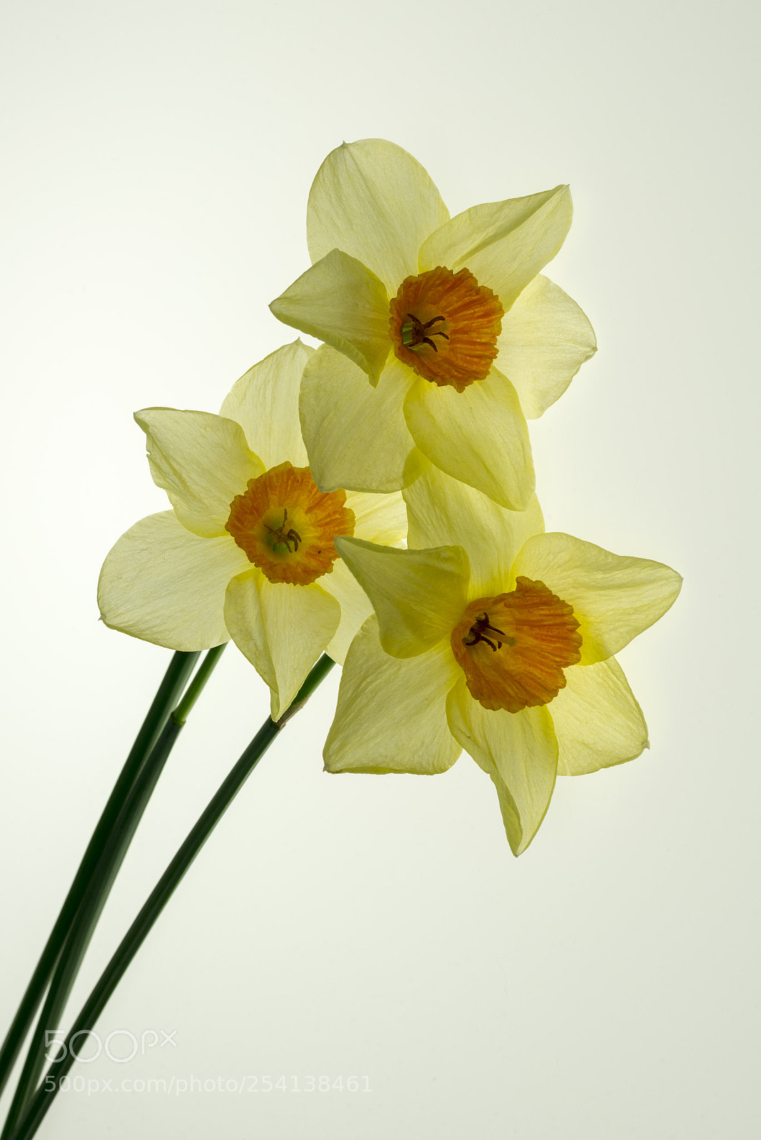 Nikon D600 sample photo. Trois jonquilles photography